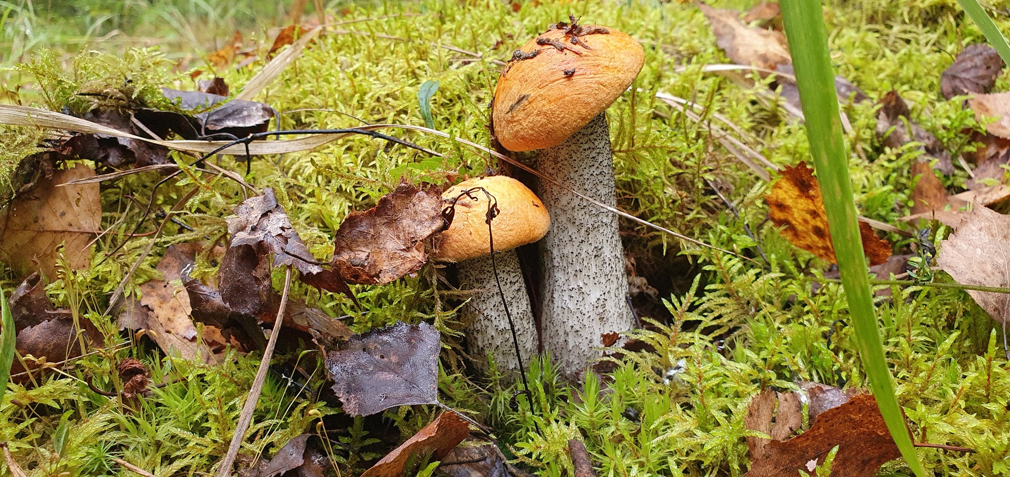 Got out into the forest #5 - My, Mushrooms, Forest, Porcini, Boletus, Video, Longpost, Vladimir region, The photo