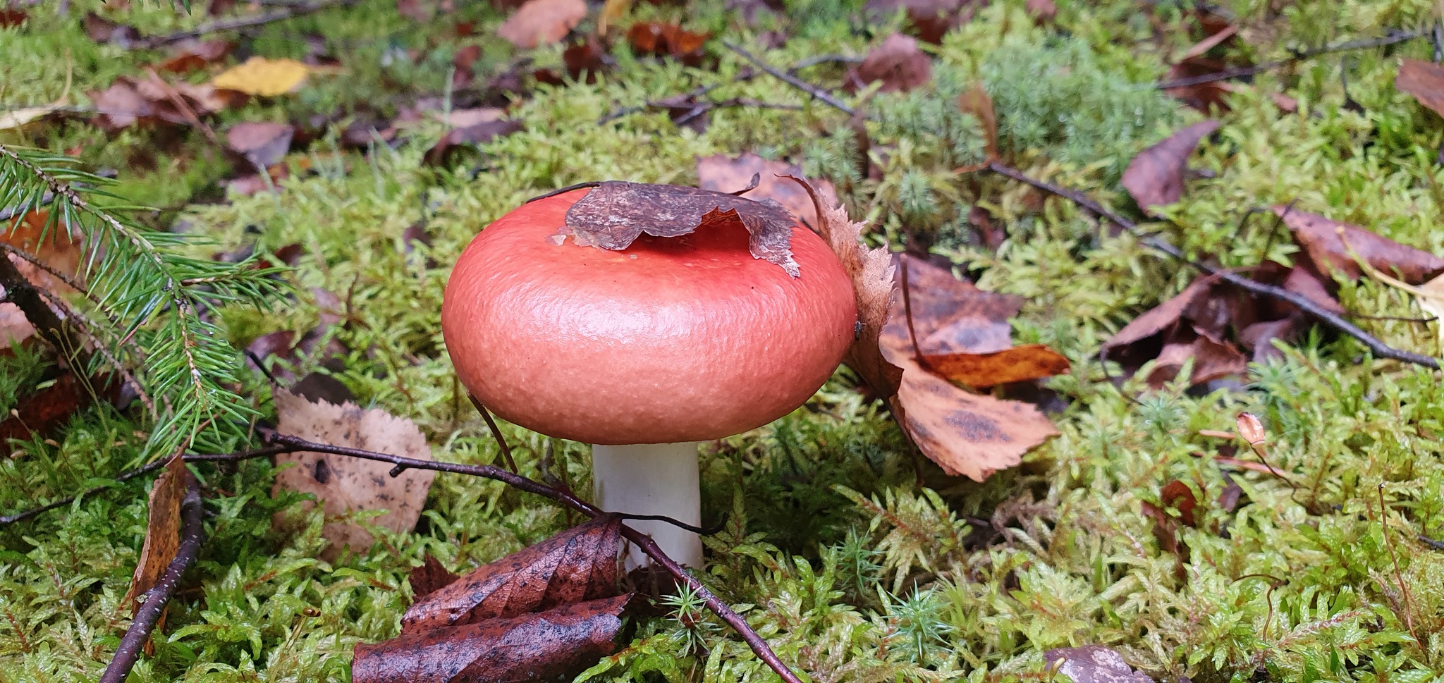 Got out into the forest #5 - My, Mushrooms, Forest, Porcini, Boletus, Video, Longpost, Vladimir region, The photo