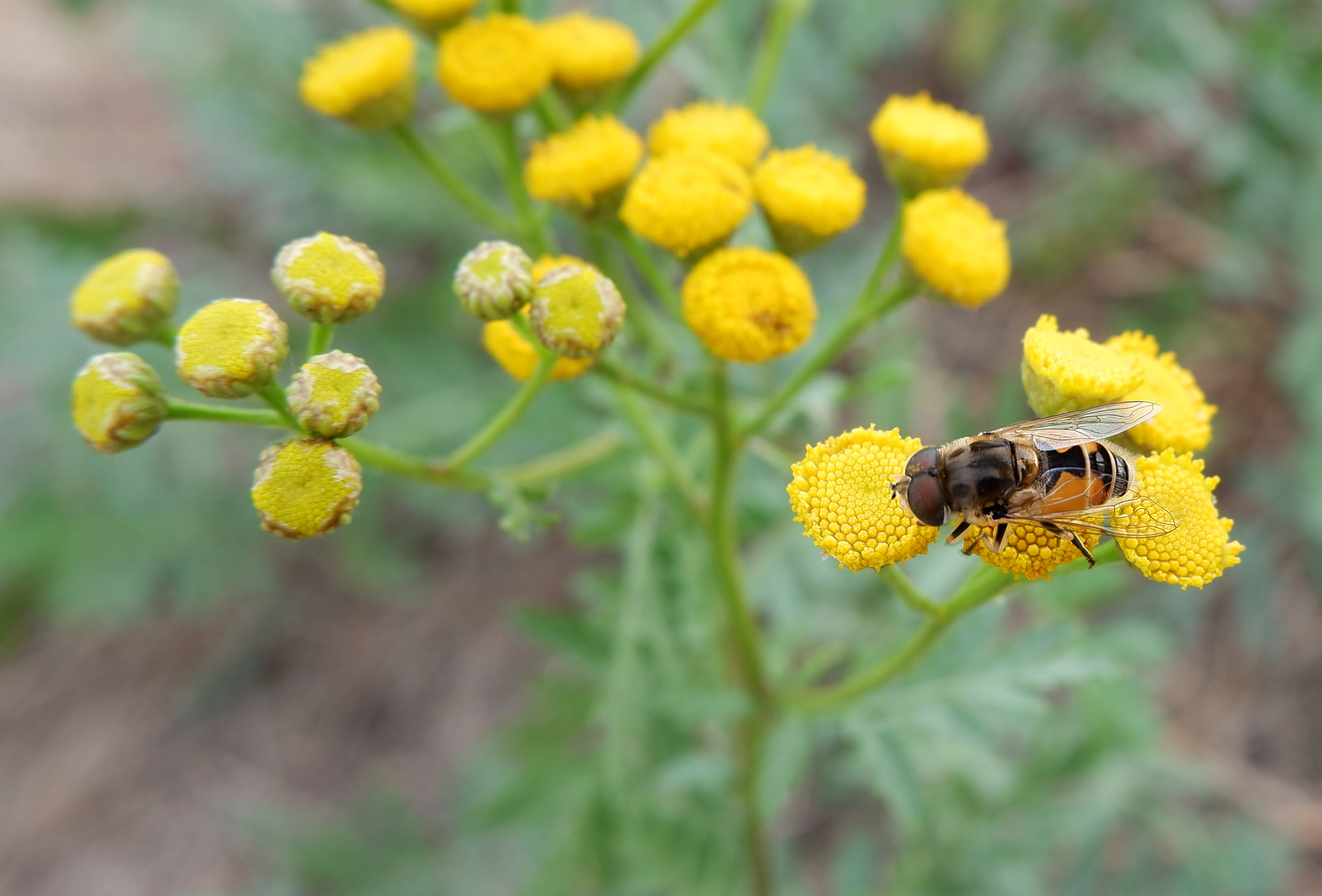 Nature of the Voronezh region - Nature, Voronezh region, Insects, Flora, Longpost