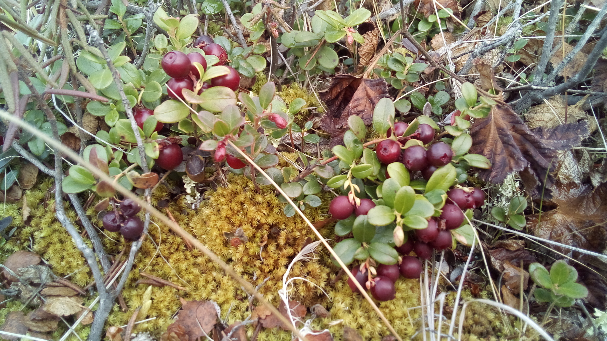 This is the view from... - My, The photo, River, Tundra, Bridge, Nature, Suddenly, Cowberry