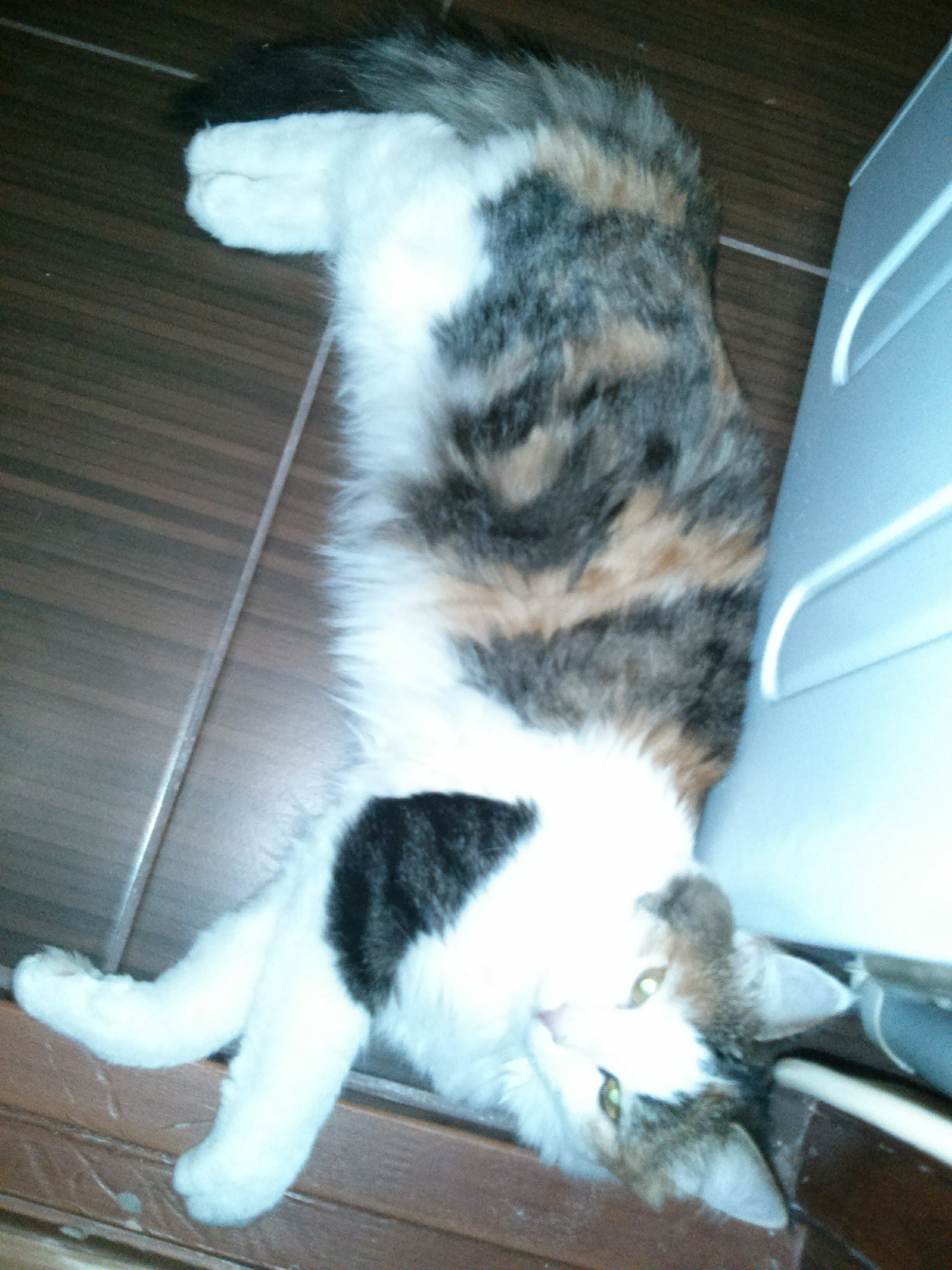 Ekaterinburg. The cat is missing - My, cat, Lost, Yekaterinburg, Southwest, Help, Pets, Longpost, Lost cat, No rating