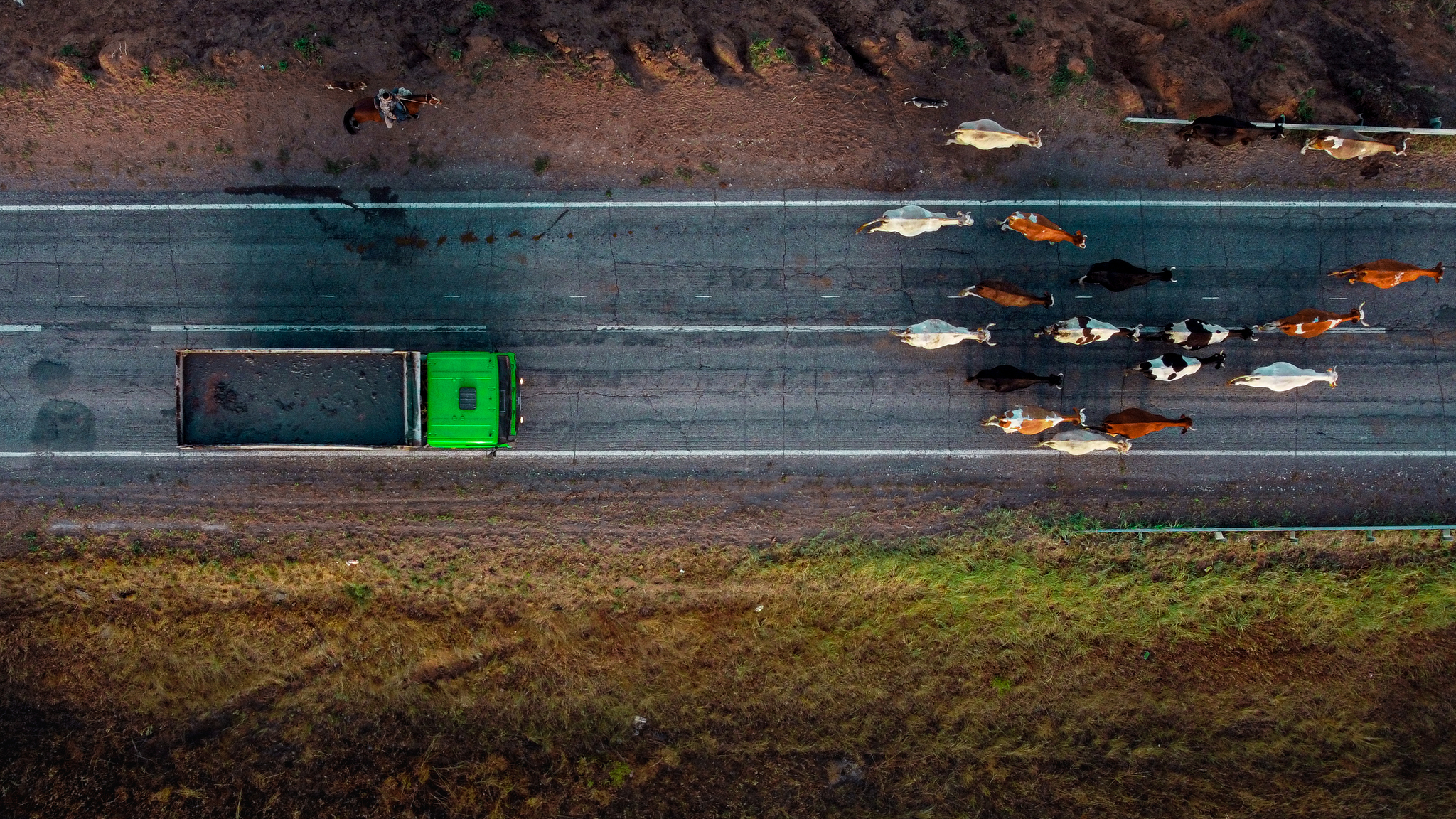 Driving cows - My, Aerial photography, Cow, DJI Mavic, Lightroom, Quadcopter