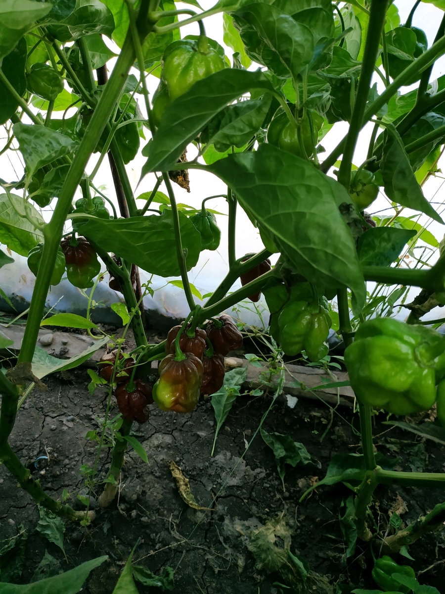 My first harvest of Habanero and Bhut Jolokia - My, Pepper farming, Hot peppers, Habanero, Bhut Jolokia, Longpost