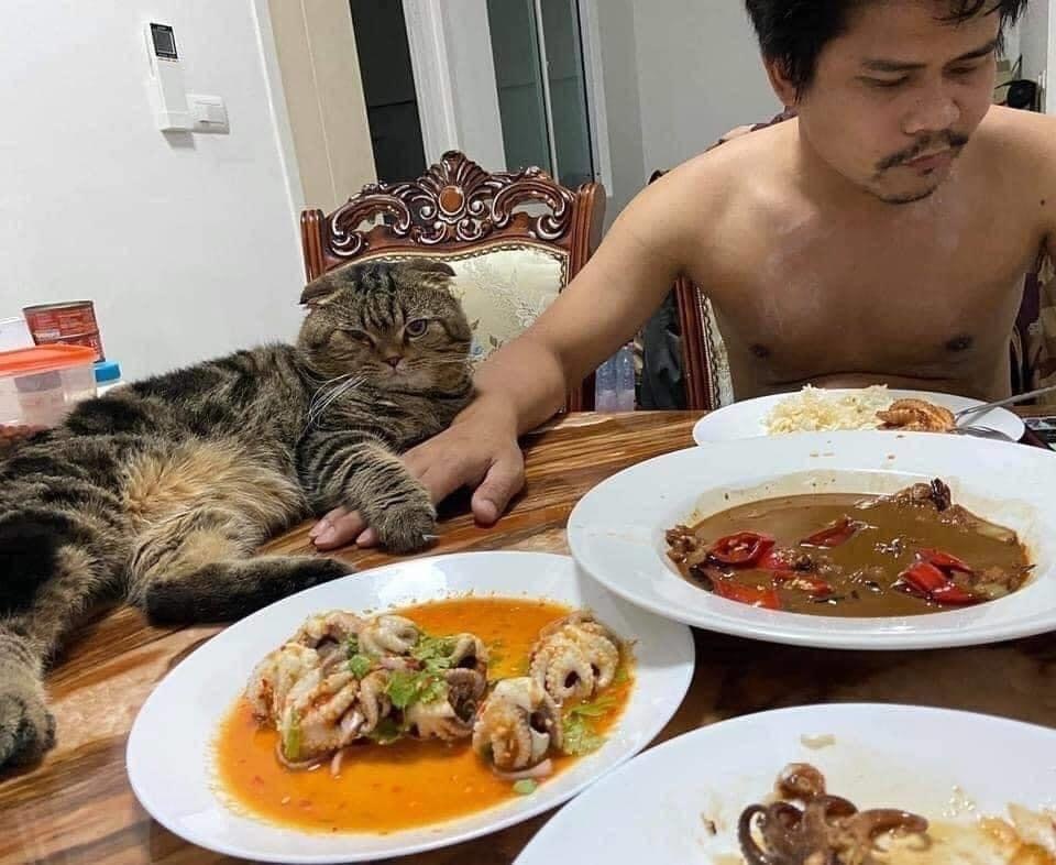 When the cat stole your husband from you - cat, Husband, Longpost, Asians