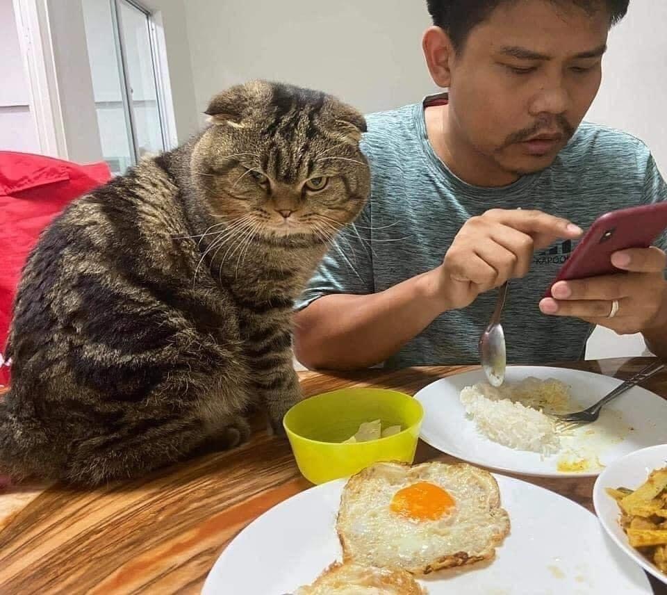 When the cat stole your husband from you - cat, Husband, Longpost, Asians