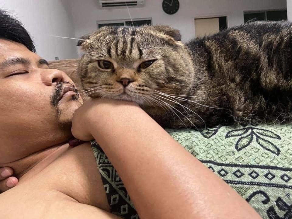 When the cat stole your husband from you - cat, Husband, Longpost, Asians