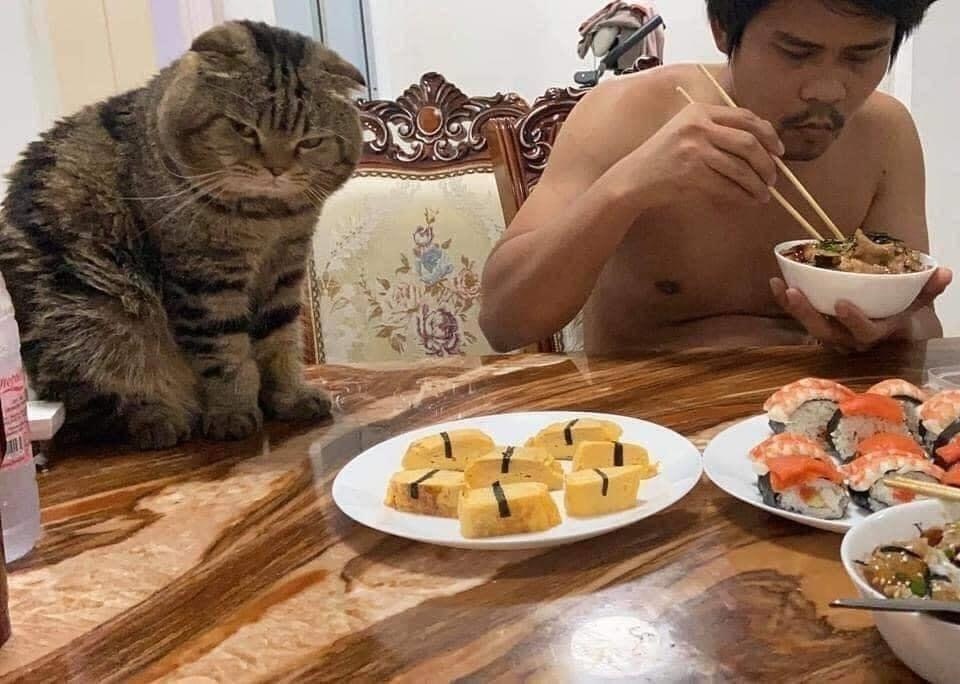 When the cat stole your husband from you - cat, Husband, Longpost, Asians