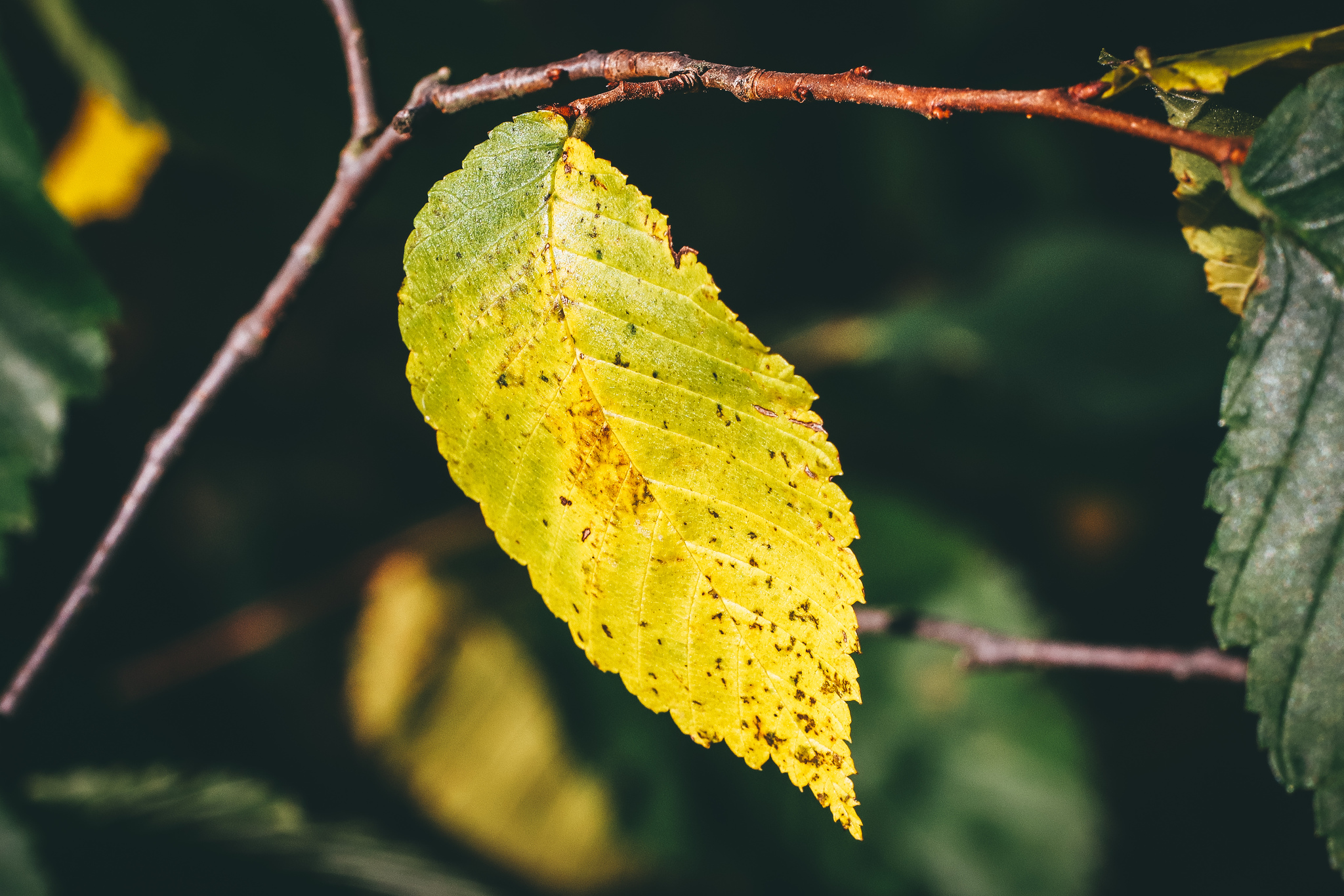 Autumn sketches - My, The photo, Nature, Canon 800D, Lilies of the valley, Longpost, Plants