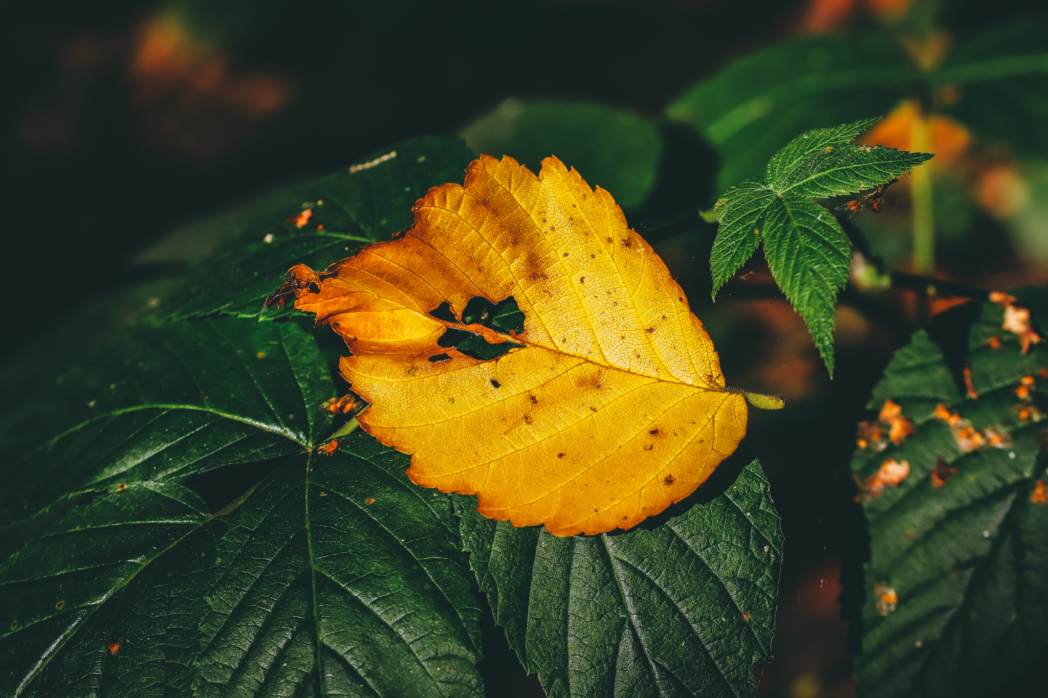 Autumn sketches - My, The photo, Nature, Canon 800D, Lilies of the valley, Longpost, Plants