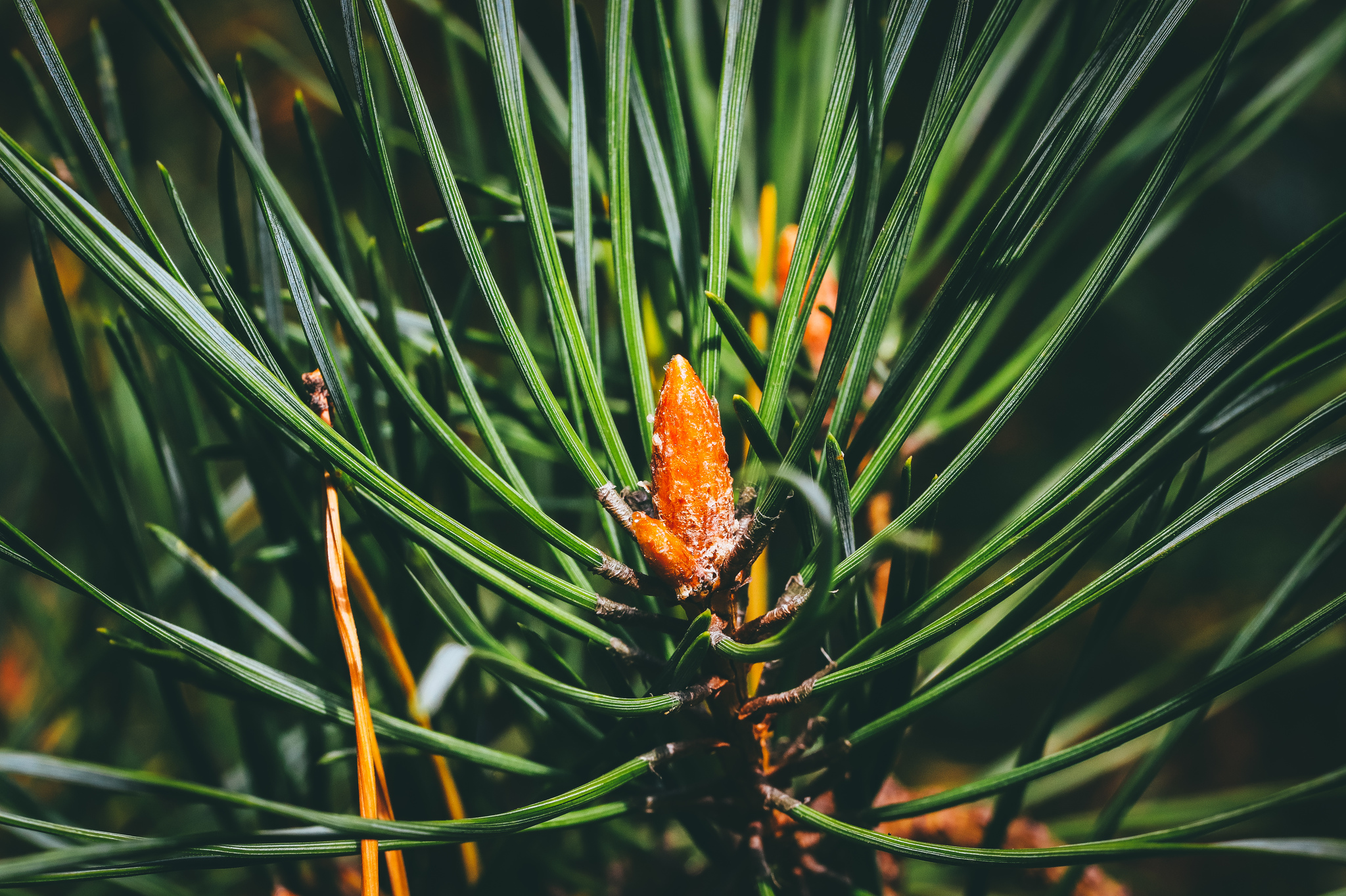 Autumn sketches - My, The photo, Nature, Canon 800D, Lilies of the valley, Longpost, Plants