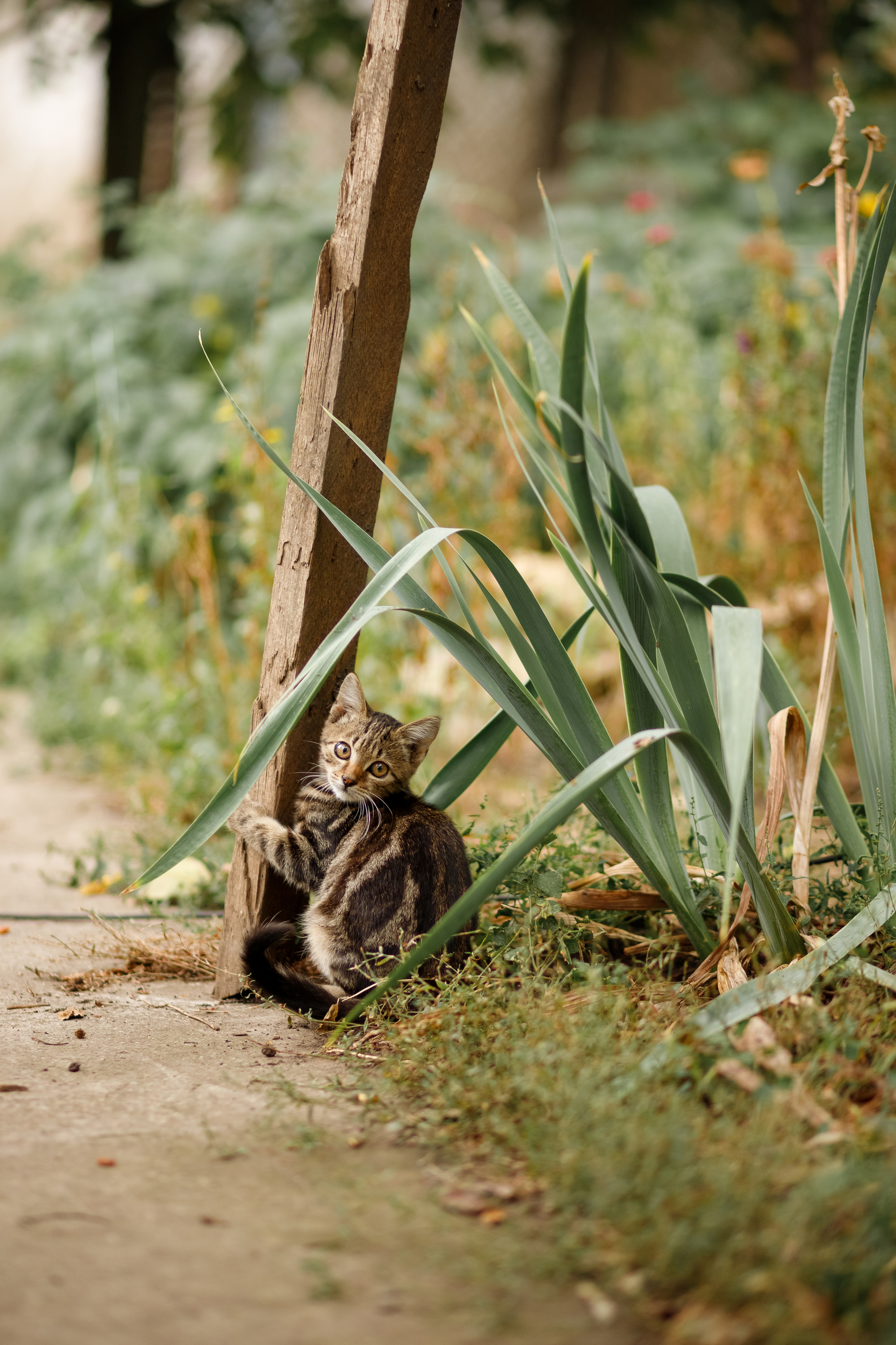 Photo session for a village cat - My, cat, Nature, The photo, Animals, Pets, Kittens, Canon, PHOTOSESSION, Village, 85mm, Longpost