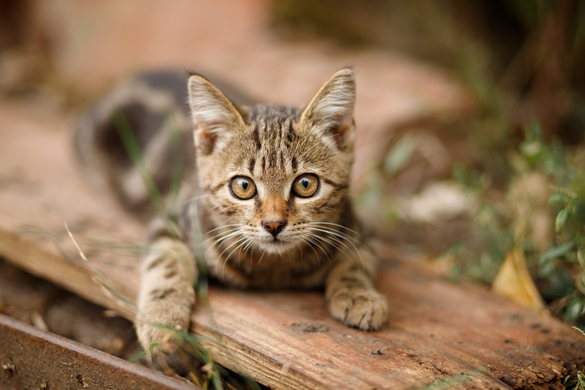 Photo session for a village cat - My, cat, Nature, The photo, Animals, Pets, Kittens, Canon, PHOTOSESSION, Village, 85mm, Longpost