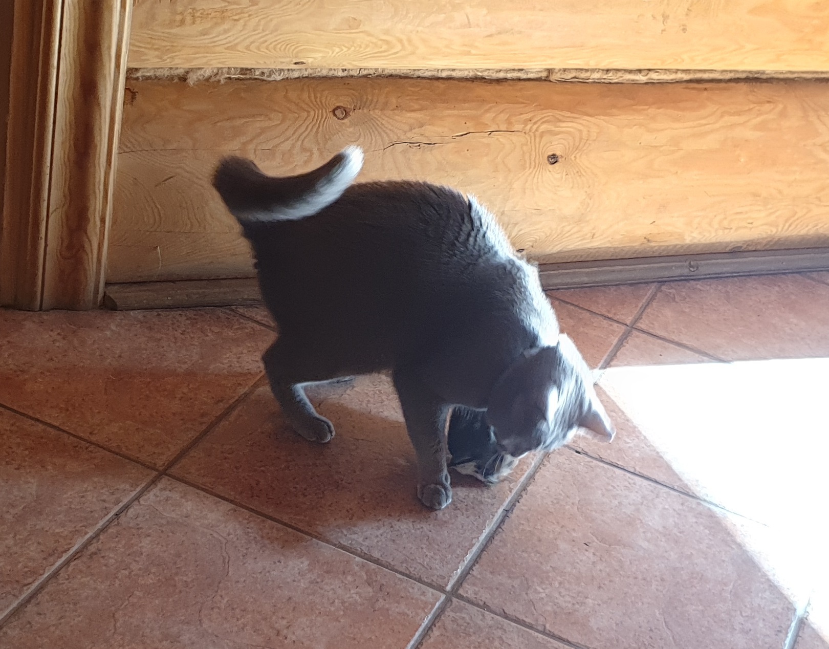 Production - My, cat, Birds, Hunting, Mining, Russian blue, Longpost