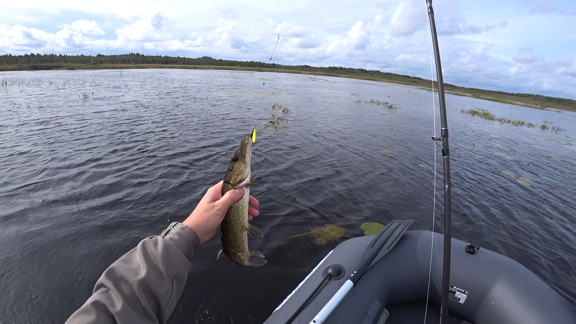 Spinning in early autumn - My, Pike, Perch, Fishing, A boat, Spinning, Casting, Video, Longpost