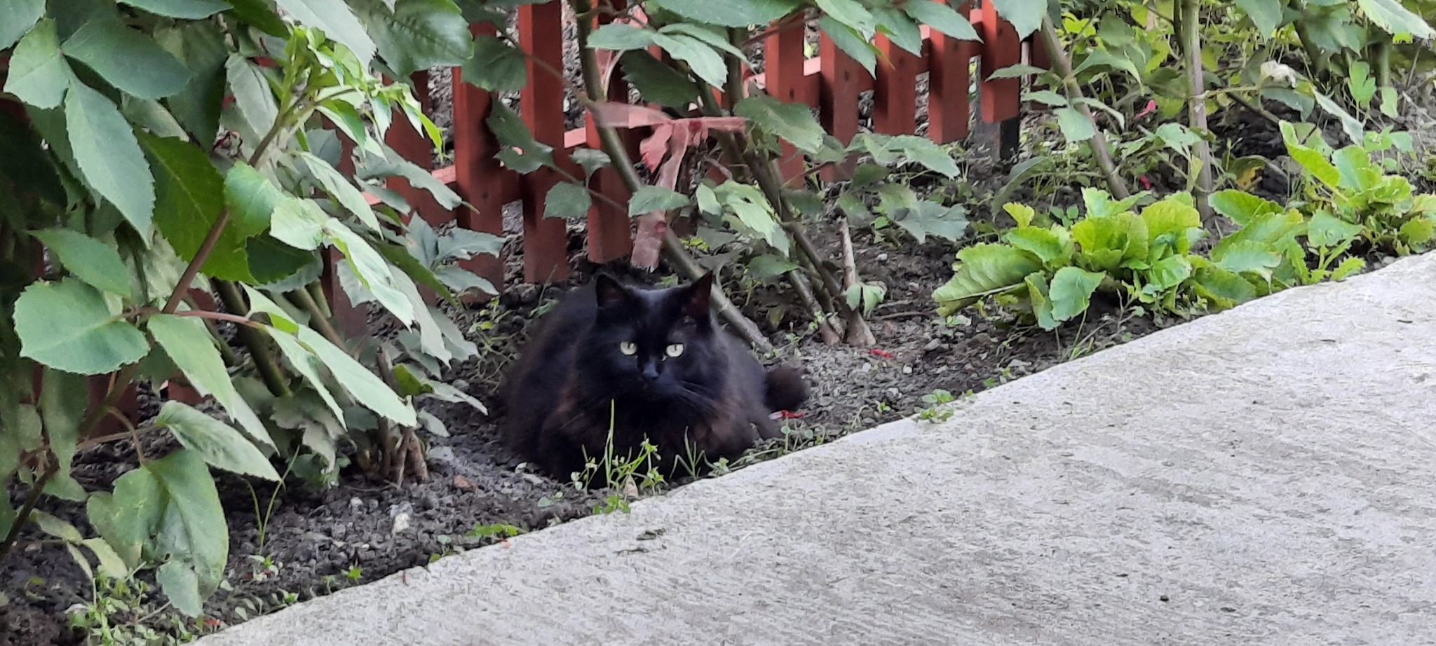 Foundling again - My, cat, Foundling, Longpost