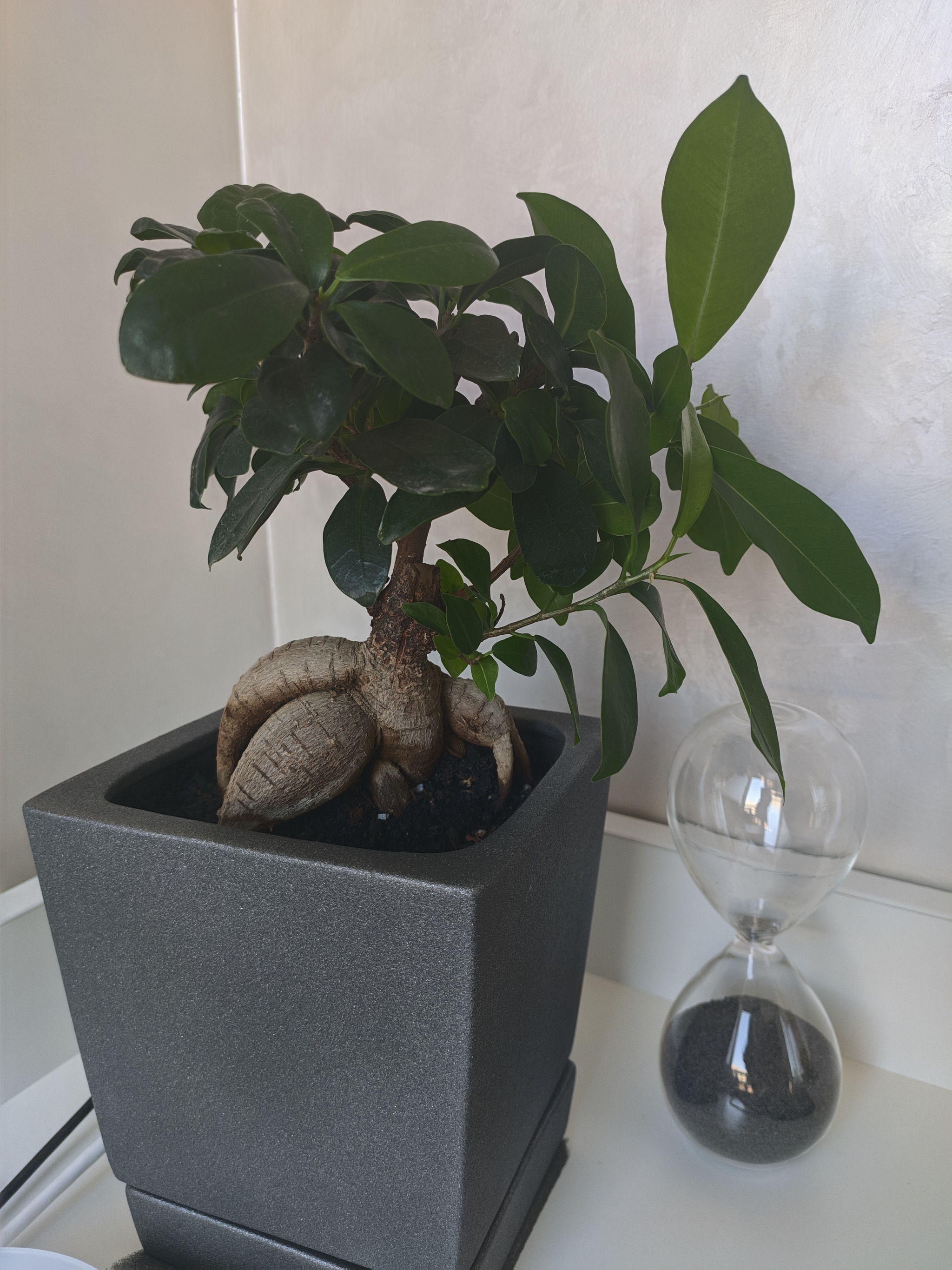 Ficus Microcarpa Ginseng. Help with advice - Plant growing, Longpost, Ficus, Cuttings, Houseplants, Need advice