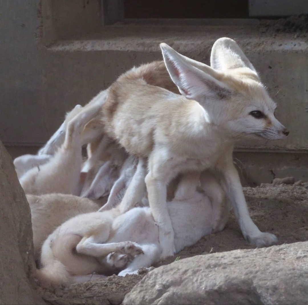 Fennec and the delights of motherhood - Animals, The photo, Fenech, Zoo, Motherhood, Longpost