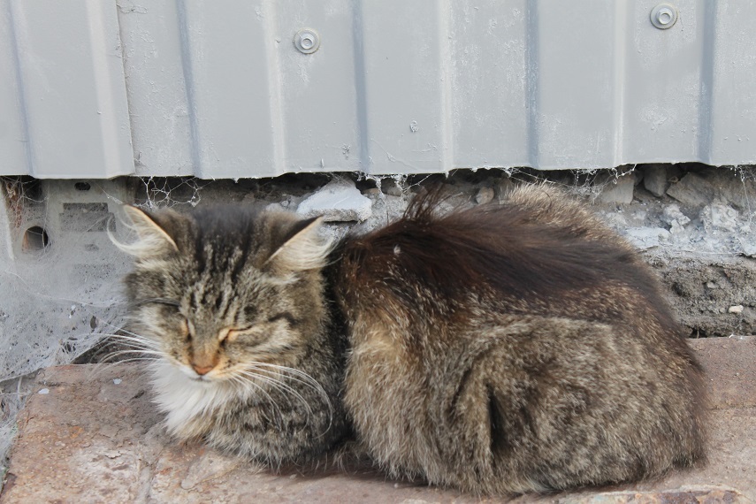 Жизнь домашнего приюта Котоленд 248 - Моё, Кот, Приют, Липецк, Приют Котоленд, Доброта, Помощь, В добрые руки, Длиннопост