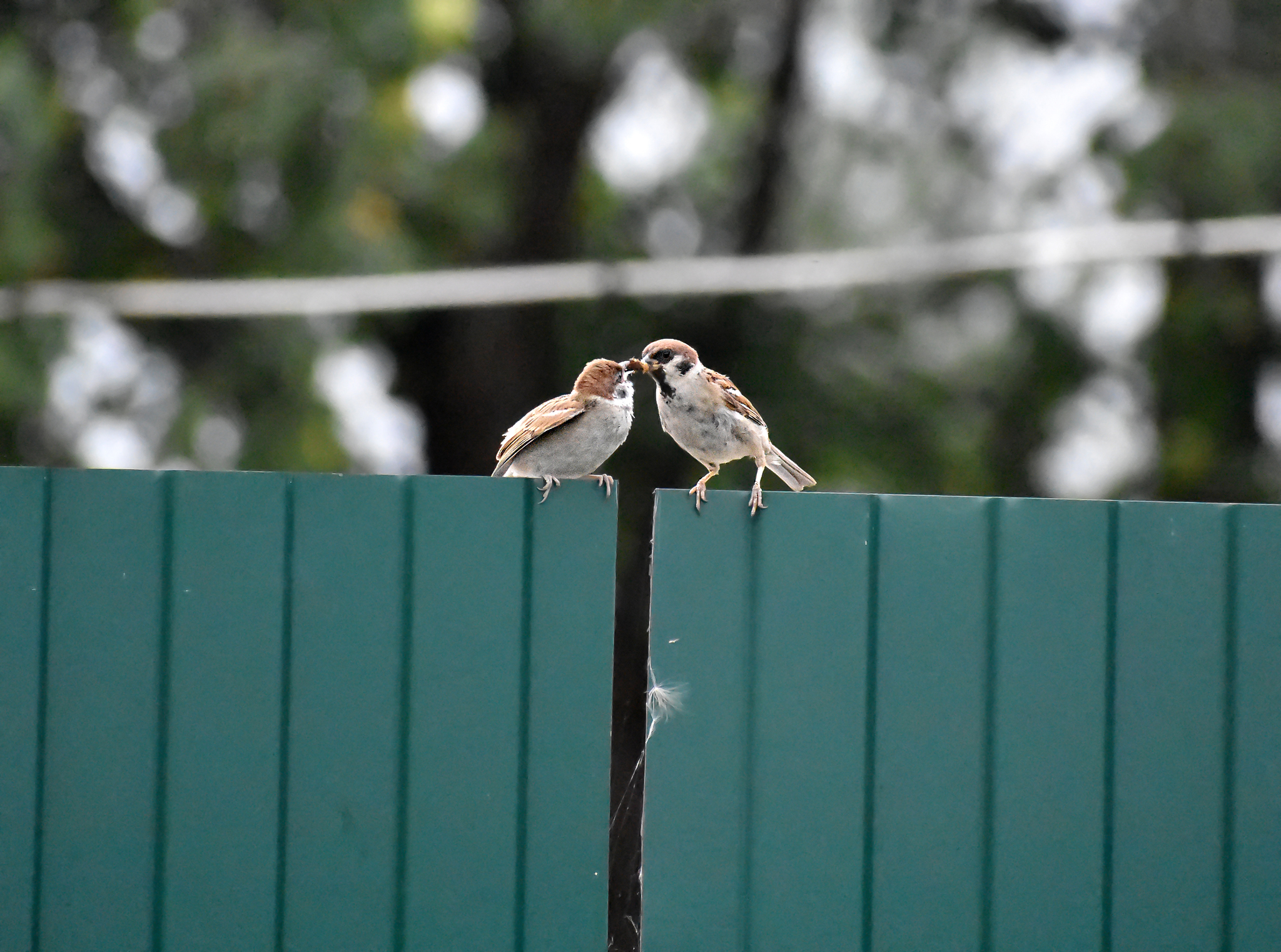 Various photos for 2018 - My, Ornithology, Birds, Nature, Schelkovo, Photo hunting, Hobby, Longpost