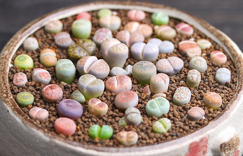 Lithops or living stones - Succulents, Lithops, Plants, Amazing, Longpost