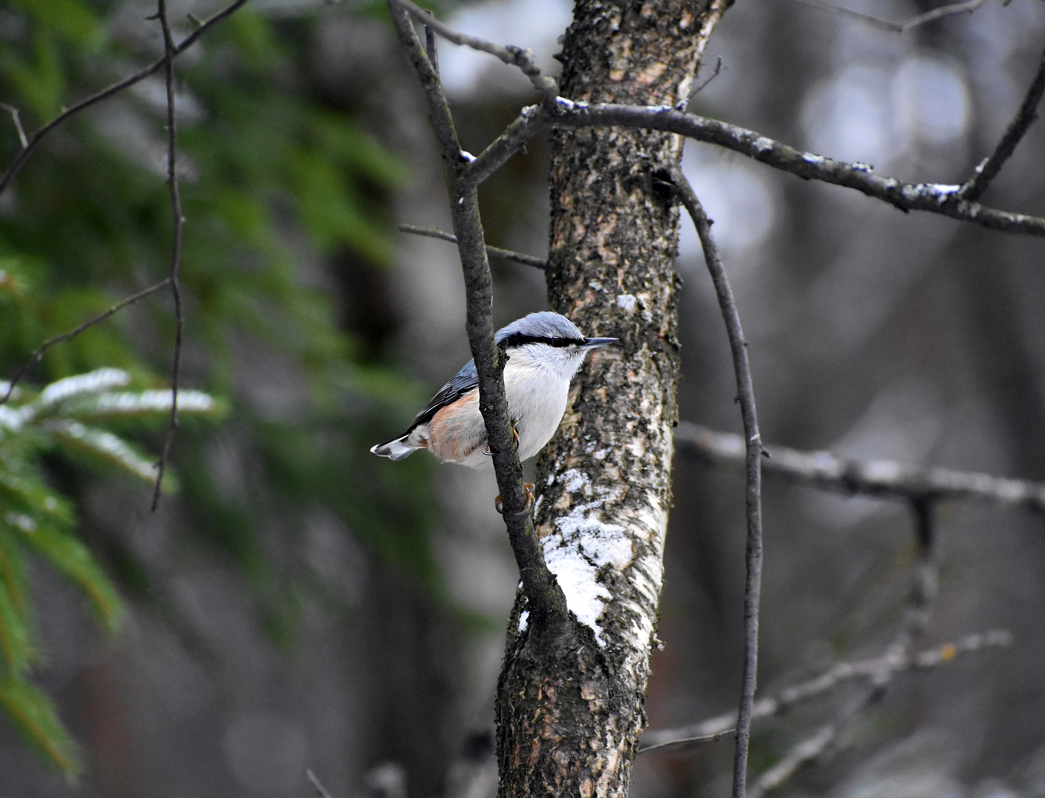 Various photos for 2018 - My, Ornithology, Birds, Nature, Schelkovo, Photo hunting, Hobby, Longpost