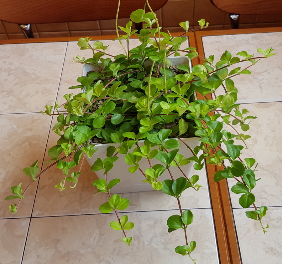 What we managed to grow during the season - My, Flowers, Peperomia, Houseplants, Longpost