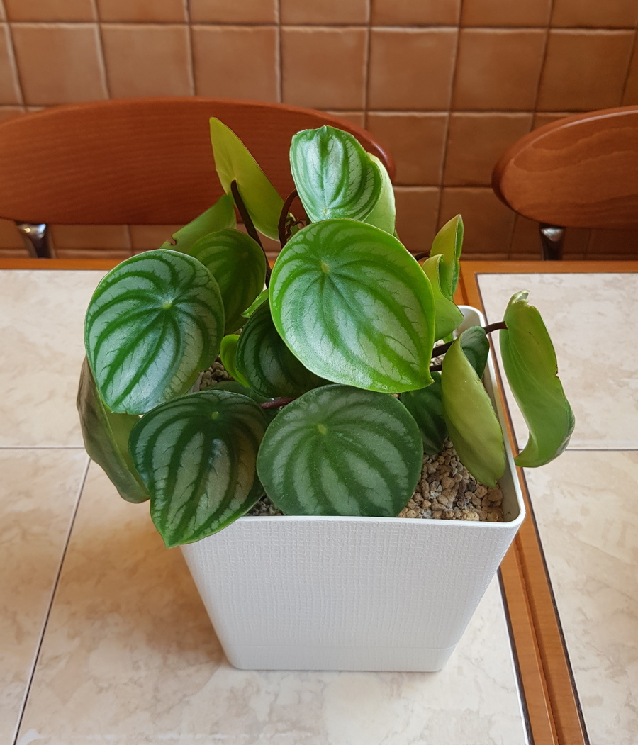 What we managed to grow during the season - My, Flowers, Peperomia, Houseplants, Longpost