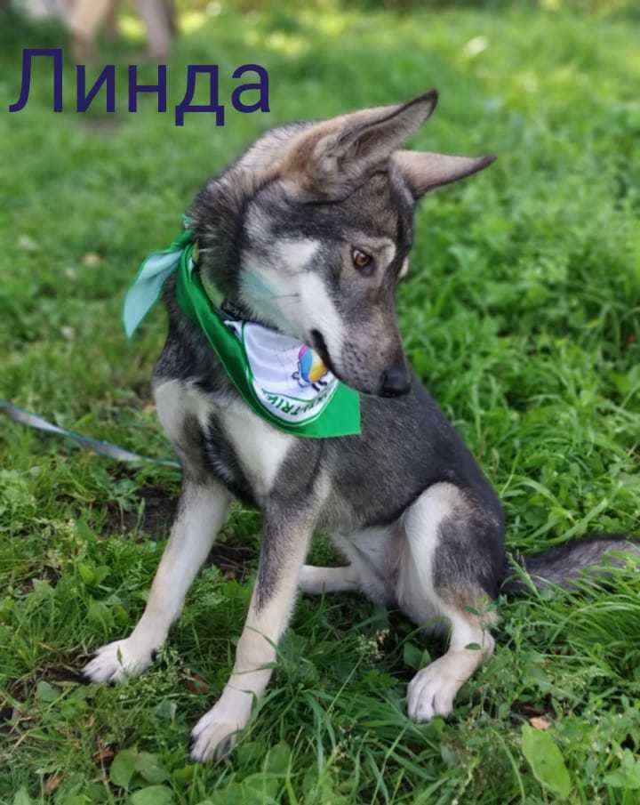 Moscow, puppies are looking for a home - My, No rating, Taldom, Dog, Laika, Mestizo, Pet, Pets, Moscow, Longpost