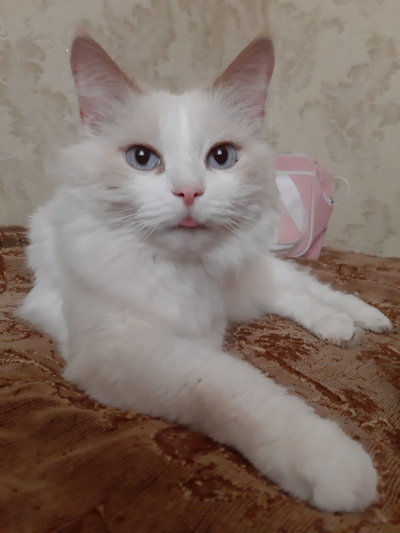 A CAT WAS LOST AT A Cottage IN BOGORODSKY DISTRICT, ZIMENKI (SNT RUSS) - My, Animals, Pets, cat, Lost cat, Lost, Nizhny Novgorod, Bogorodsky District, Longpost, No rating