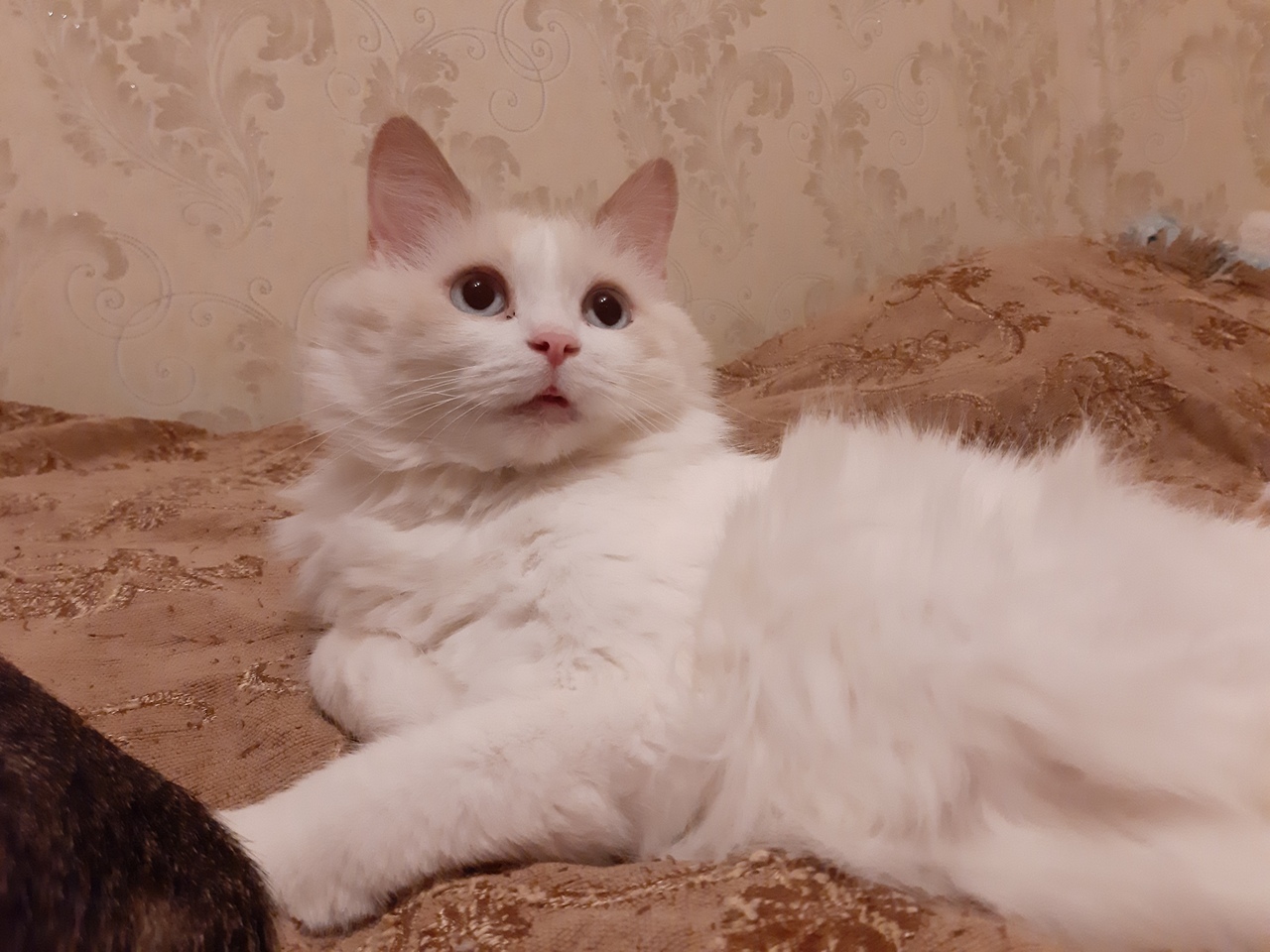 A CAT WAS LOST AT A Cottage IN BOGORODSKY DISTRICT, ZIMENKI (SNT RUSS) - My, Animals, Pets, cat, Lost cat, Lost, Nizhny Novgorod, Bogorodsky District, Longpost, No rating