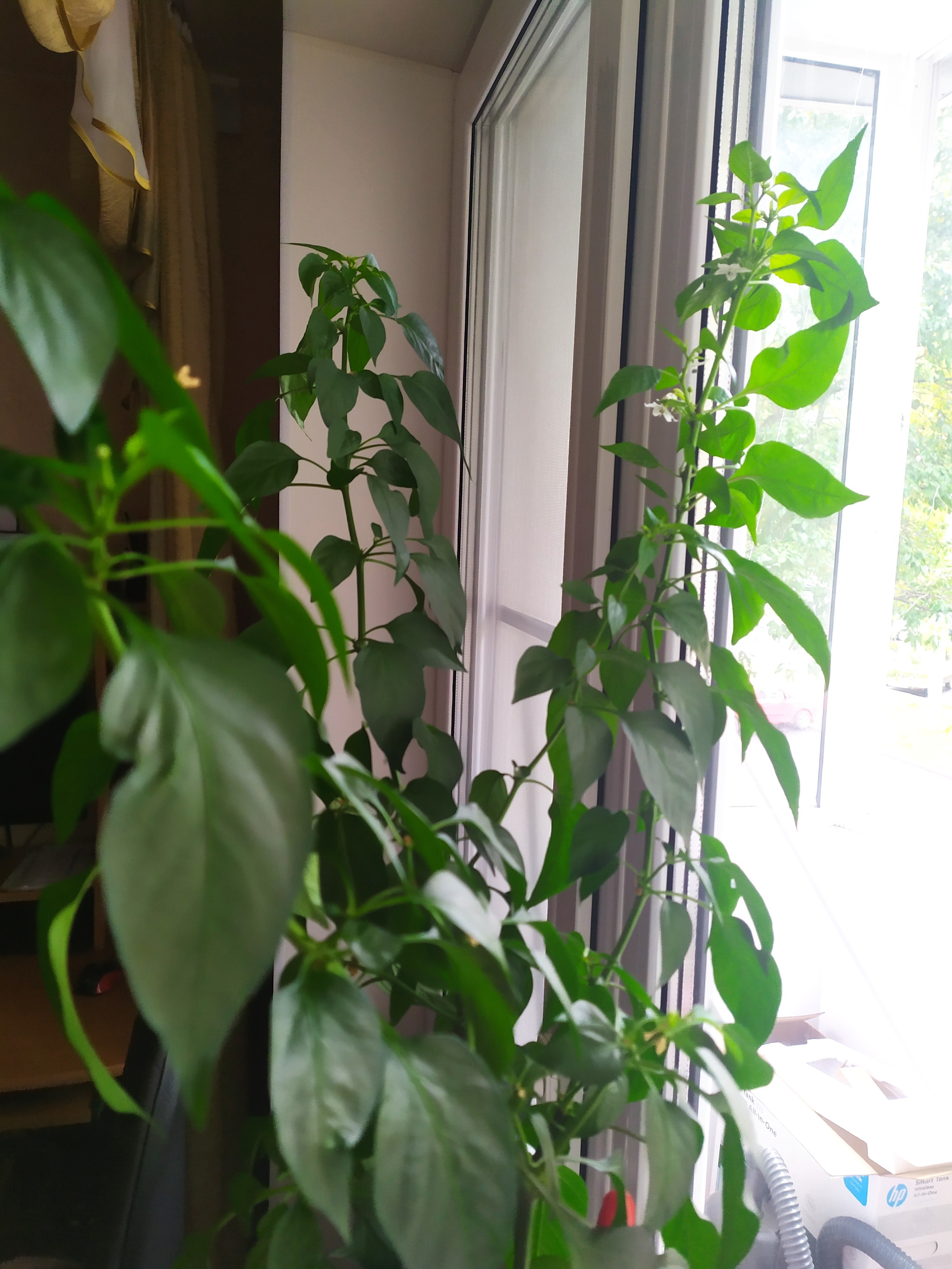 Tell me what variety it is - My, Pepper, Help, Longpost