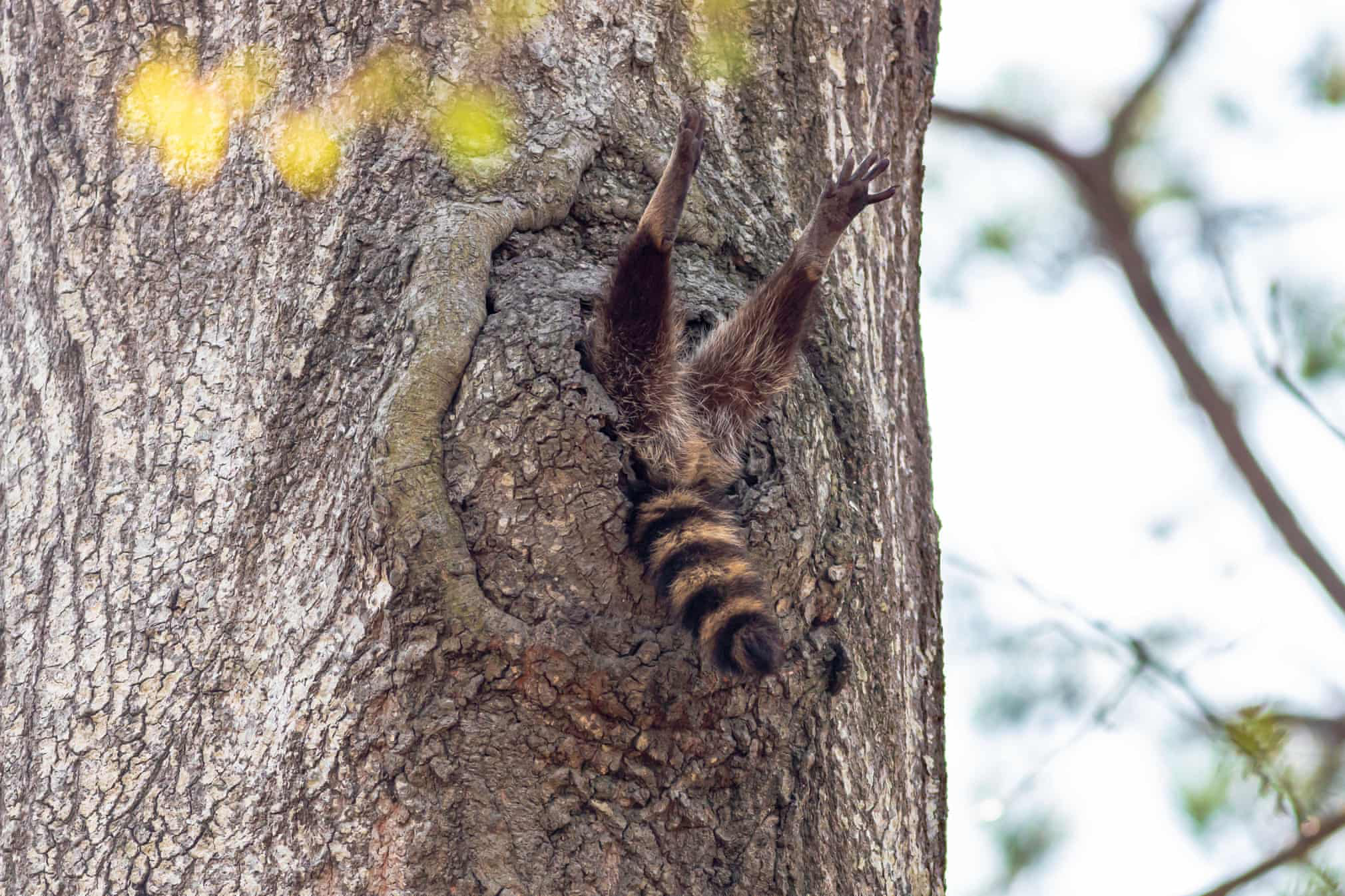 In crowded but not mad - Reddit, Animals, Tree, Stuck in textures