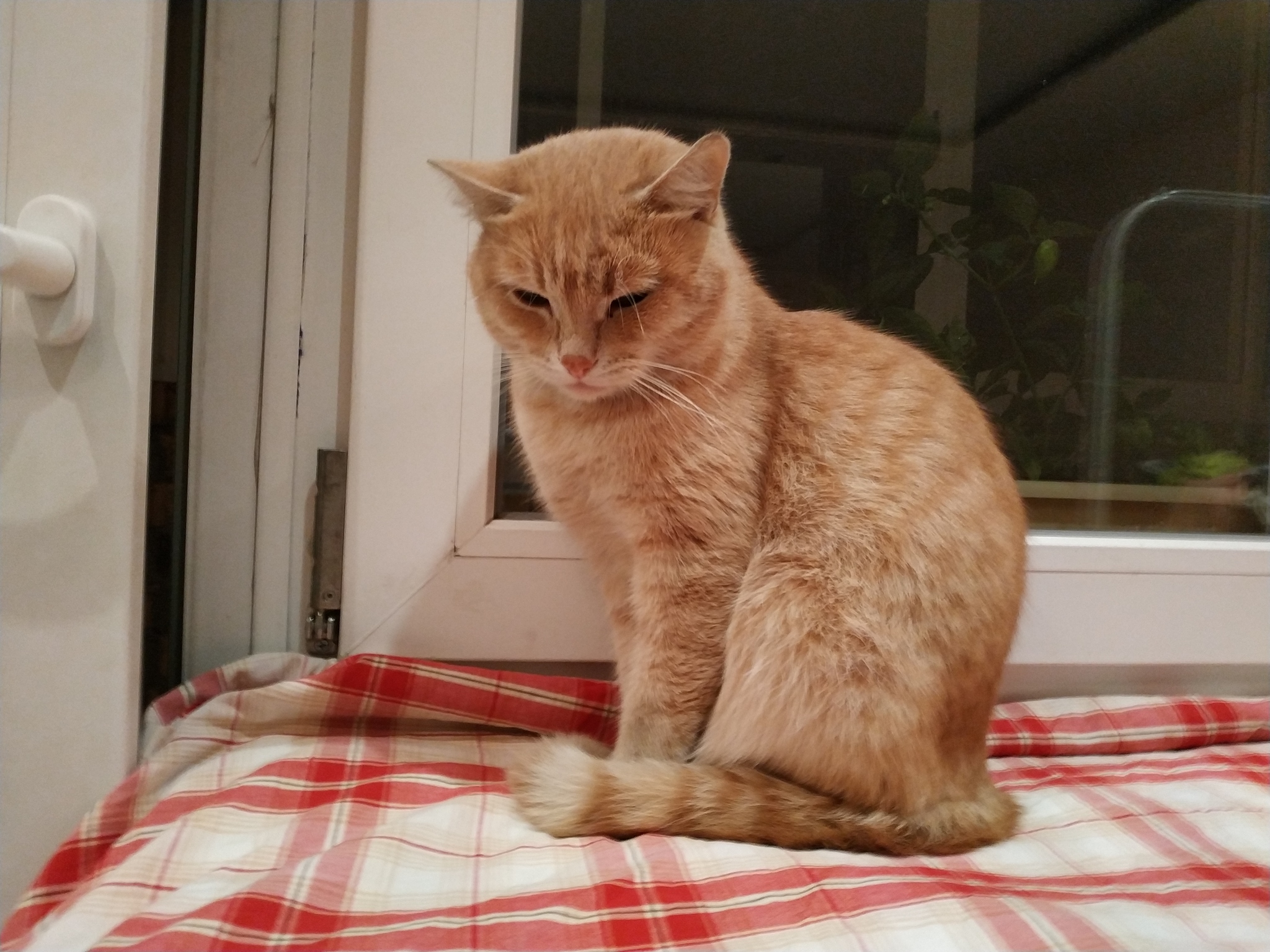 Red cat found - My, cat, Dolgoprudny, Moscow region, Lost cat, No rating, Longpost