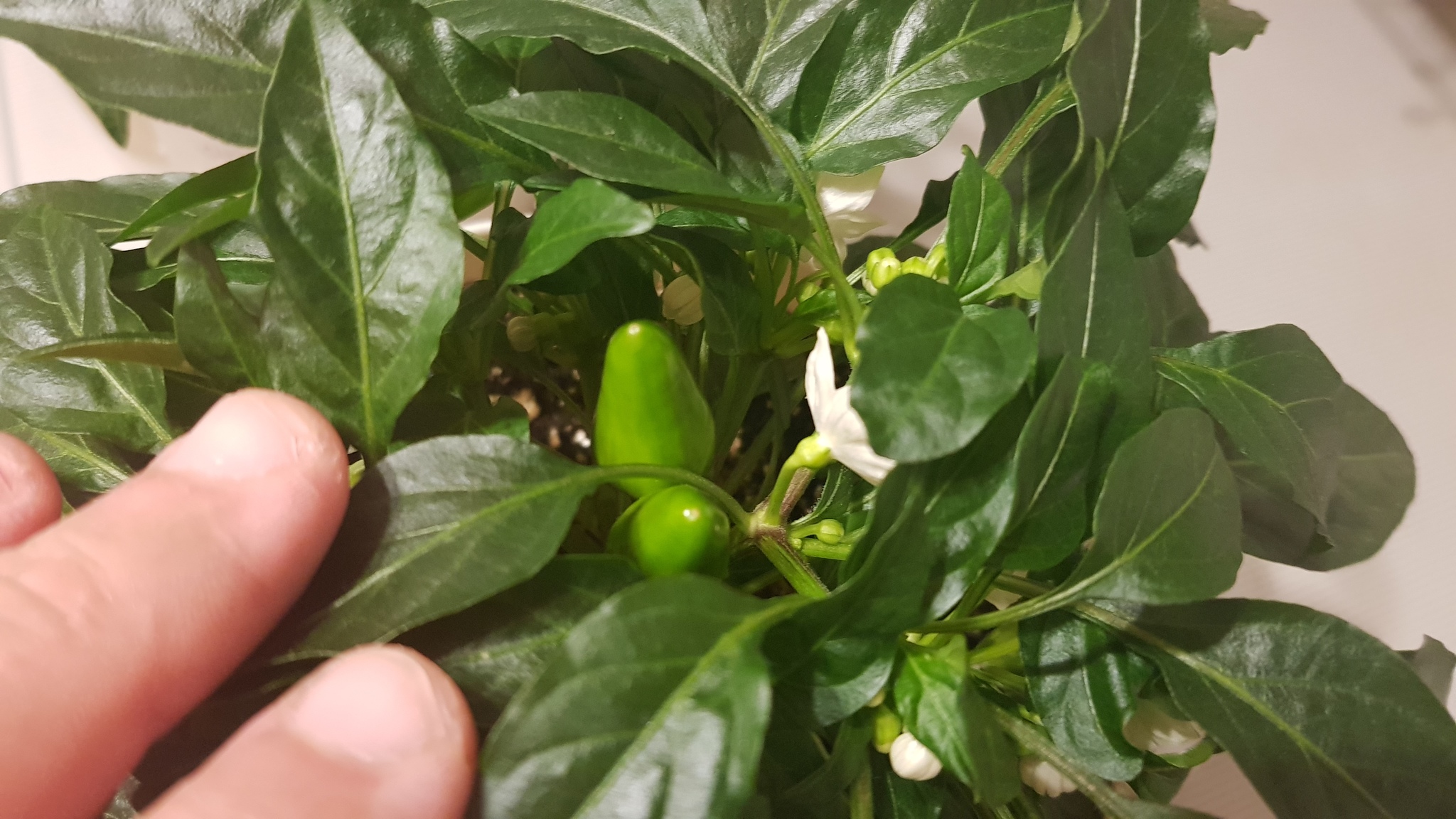 BYADA 2!!! - My, Hot peppers, Growing, Growbox, Ripped out the eye, Longpost