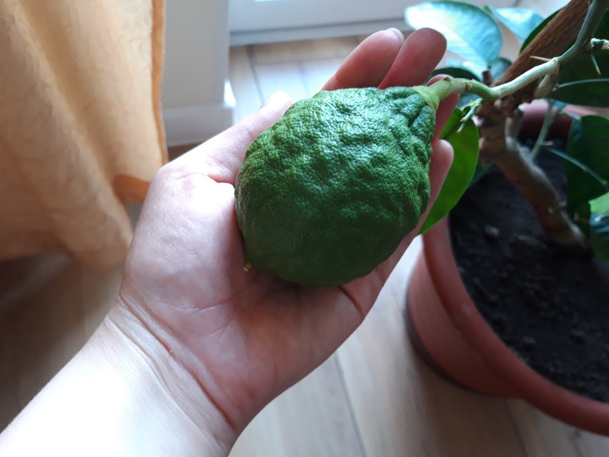 Lemon - My, Lemon, Houseplants, Citrus, Longpost