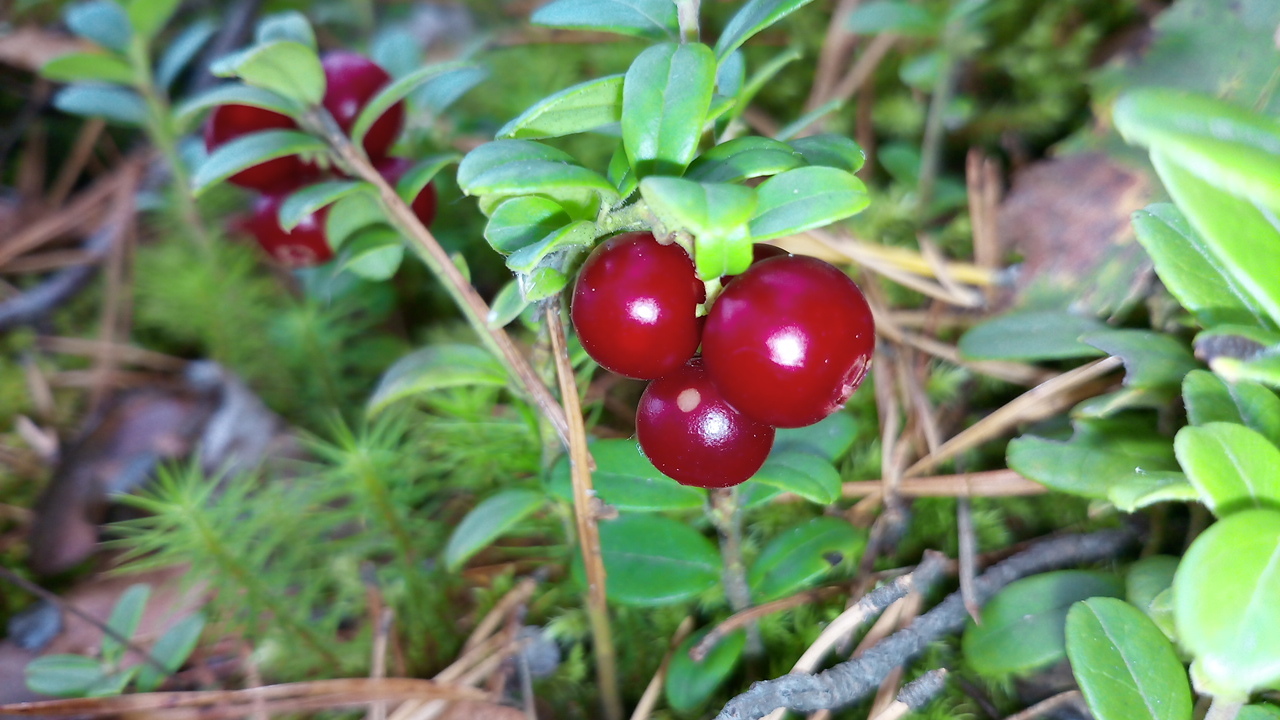 Forest, berries, mushrooms - walk - My, Cranberry, Forest, Dog, Mushrooms, Berries, Photo on sneaker, Longpost