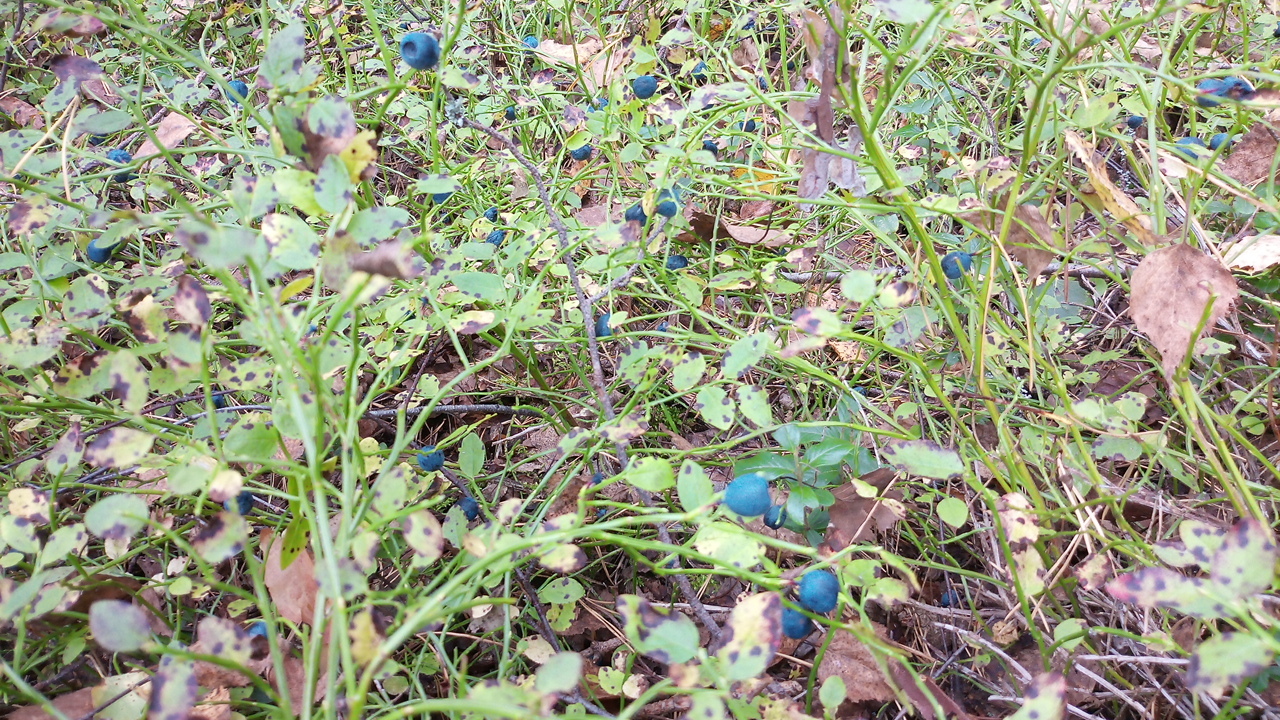 Forest, berries, mushrooms - walk - My, Cranberry, Forest, Dog, Mushrooms, Berries, Photo on sneaker, Longpost