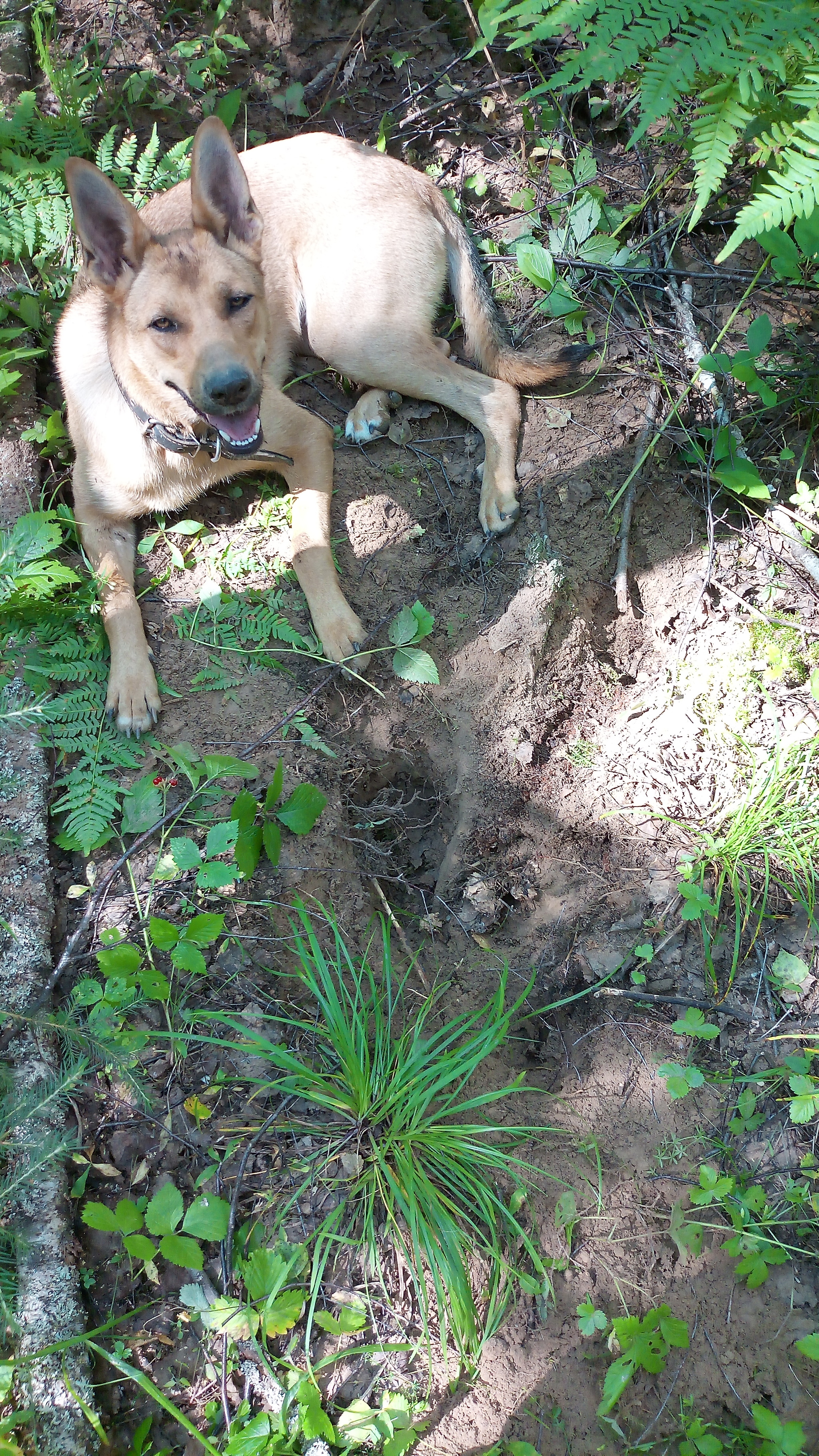 Forest, berries, mushrooms - walk - My, Cranberry, Forest, Dog, Mushrooms, Berries, Photo on sneaker, Longpost