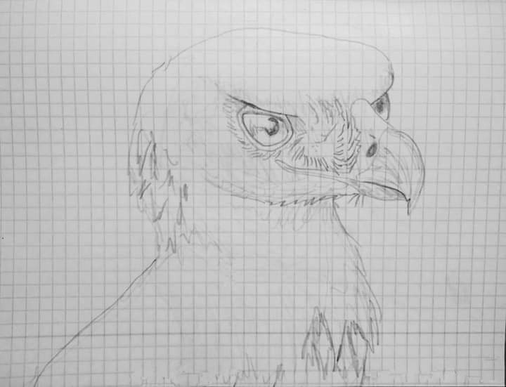 My drawings - My, Drawing, Art, Animals, Reptiles, Monitor lizard, Iguana, Alligator, Gecko, Graphics, Pencil drawing, Liner, Nature, Eagle, Longpost