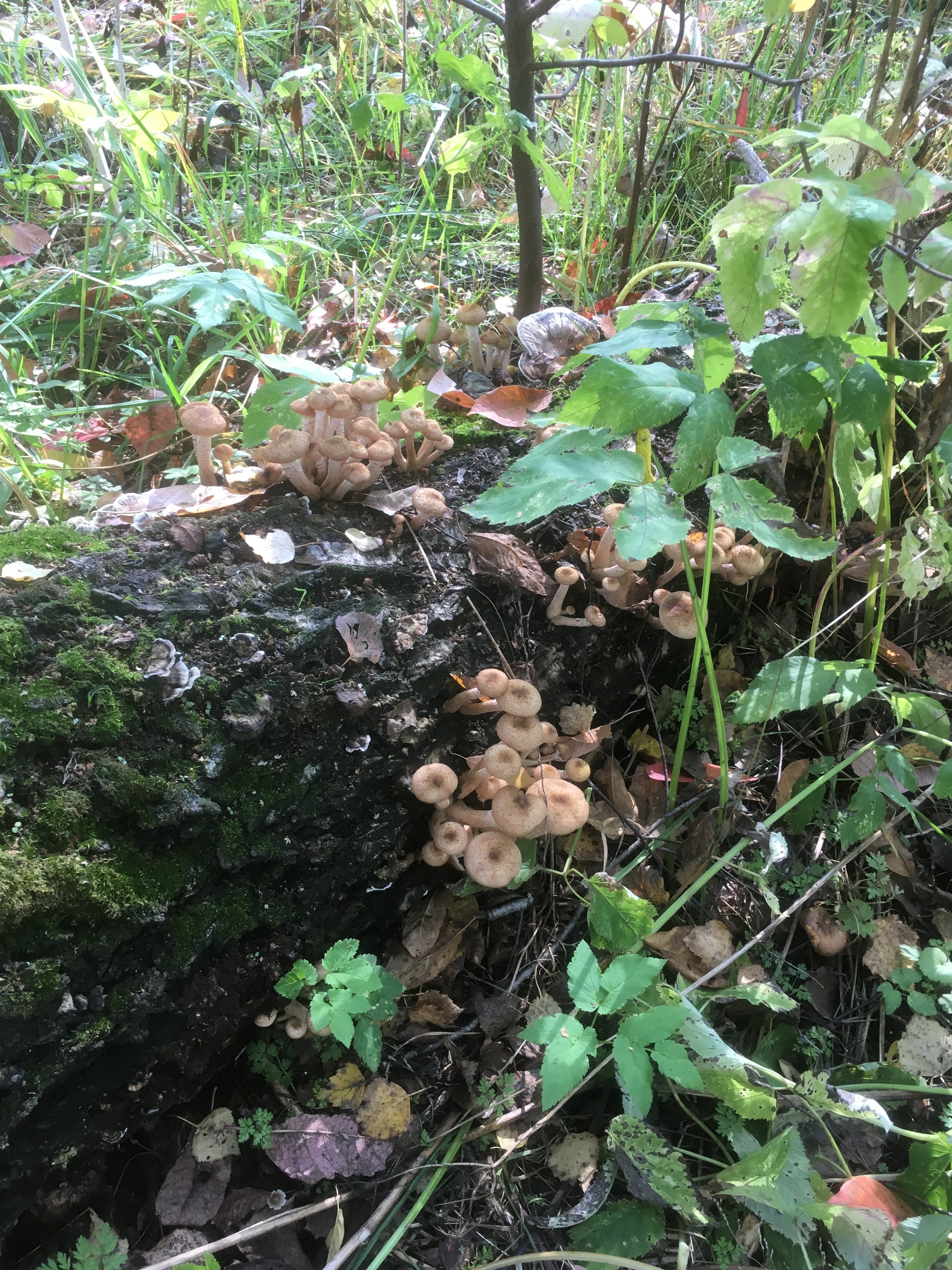 Some mushrooms from Novosibir for your feed - My, Mushrooms, Forest, Silent hunt, Photo on sneaker, Longpost, Novosibirsk