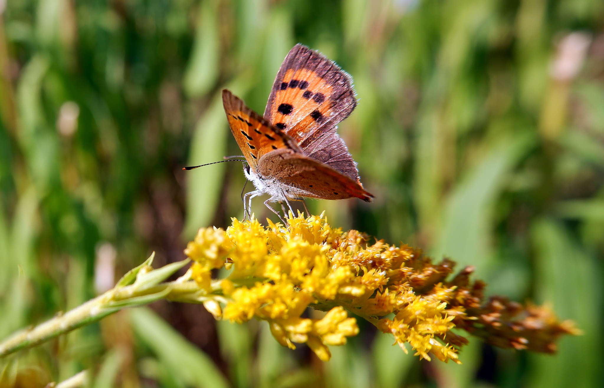 Nature of the Voronezh region 2 - Voronezh region, Nature, Insects, The photo, Longpost