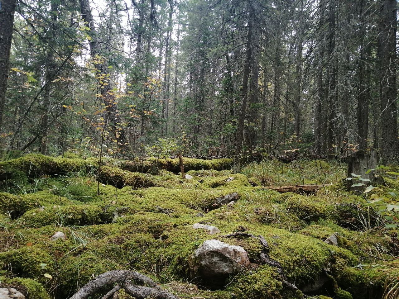 Mount Iremel - My, The mountains, Ural mountains, Nature, Tourism, Longpost