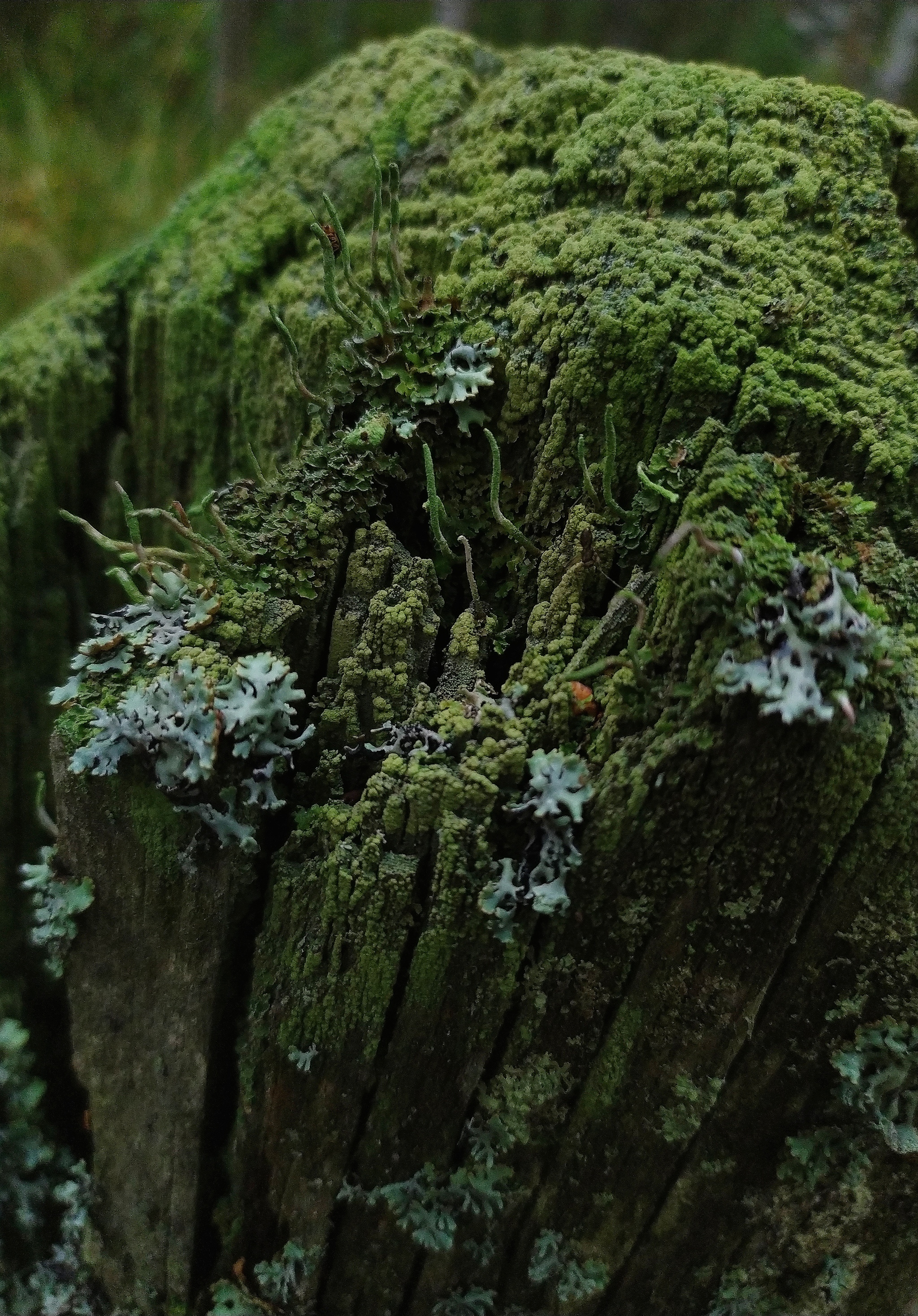 What to do about it? - My, The photo, Forest, Microworld, Saint Petersburg, Longpost