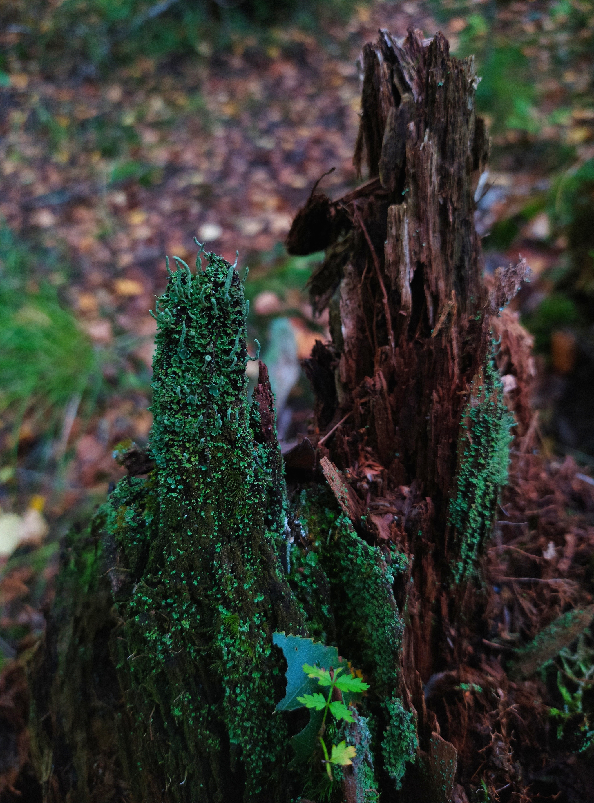 What to do about it? - My, The photo, Forest, Microworld, Saint Petersburg, Longpost