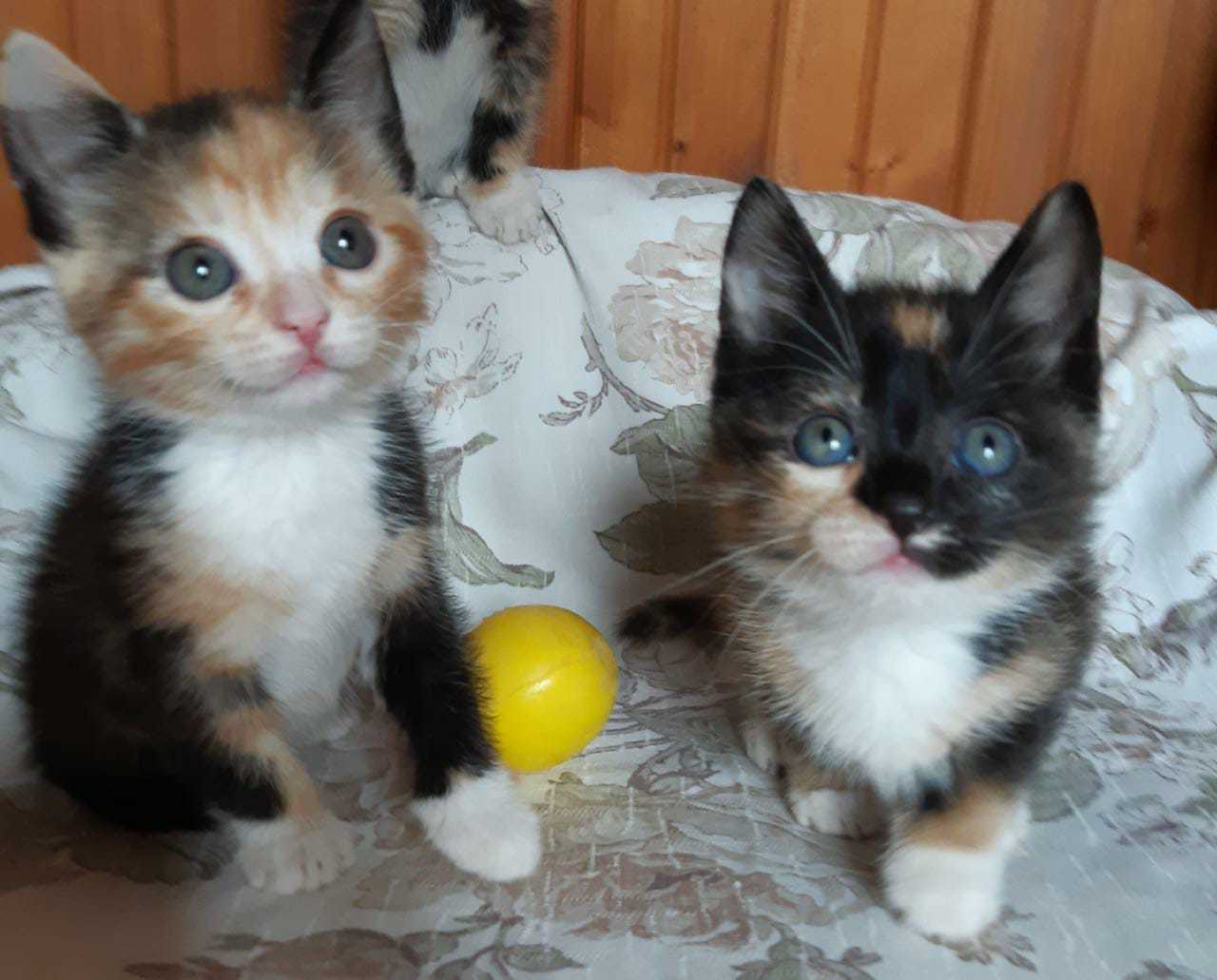 Moscow and the region, kittens are looking for a home - My, No rating, cat, Kittens, Moscow, Strogino, In good hands, Longpost