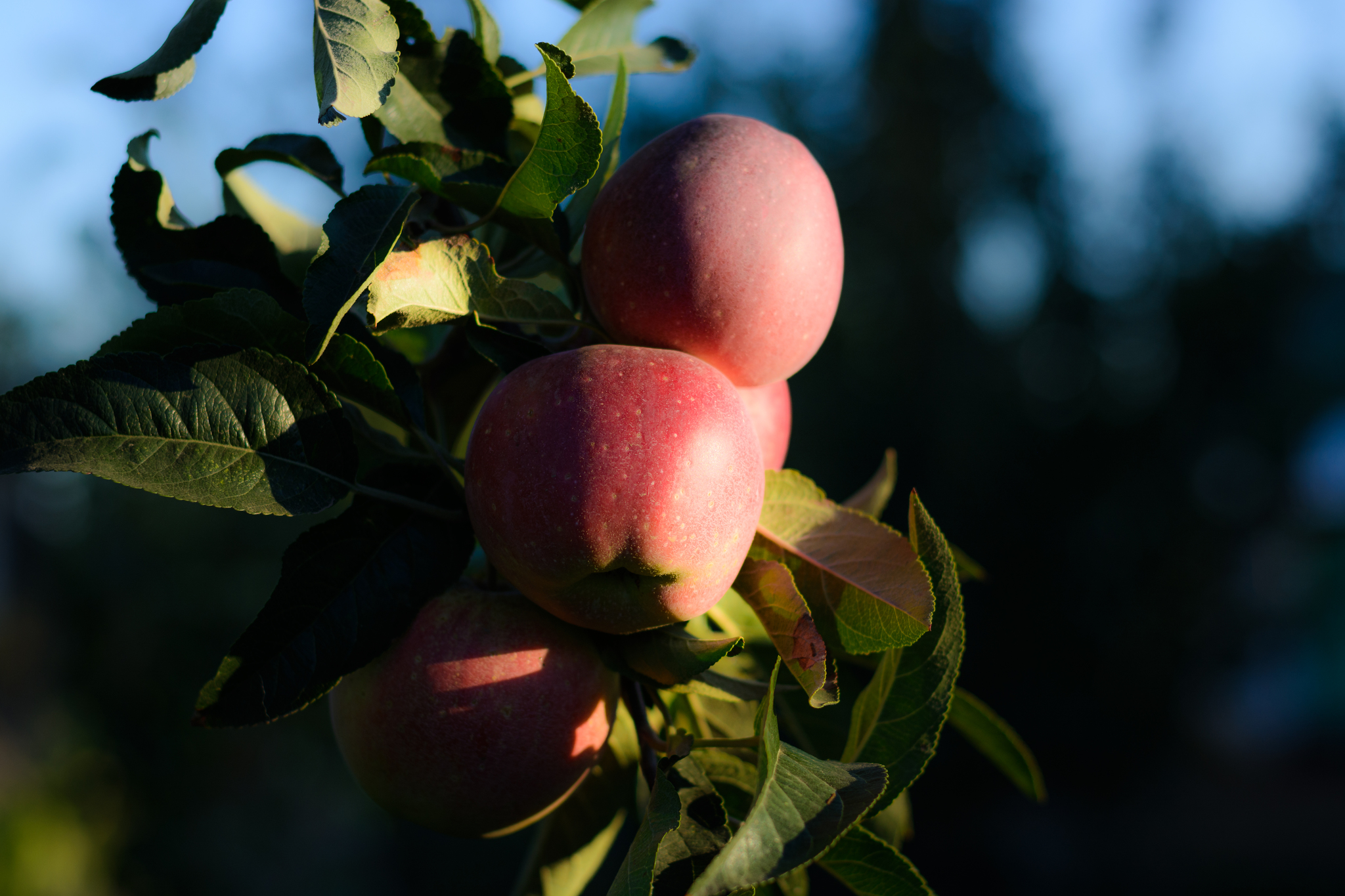 Apple mood - My, Nikon d5200, Nikkor 50mm, Apples, Autumn, Longpost