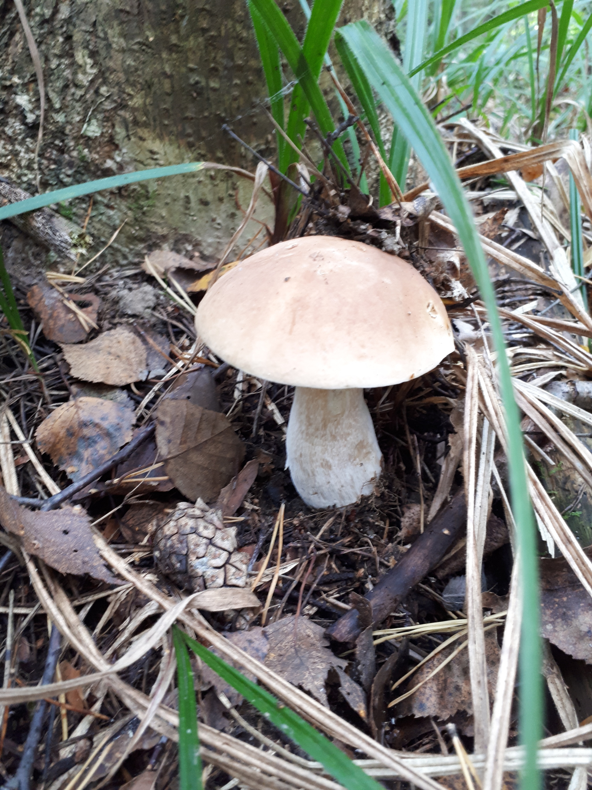 - There are no fish here! Who says that!? - My, Mushrooms, White, Chanterelles, Balashikha, Silent hunt, Walk in the woods, Longpost