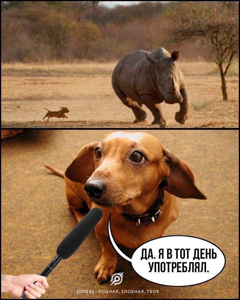 The secret of mosquito power - Picture with text, Humor, Dachshund, Rhinoceros, Dog