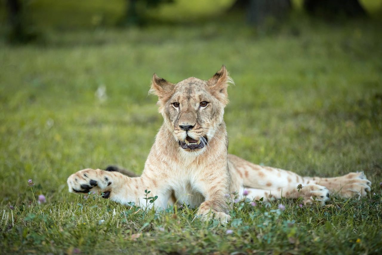 Love animals! - My, Miracle Beasts, Big cats