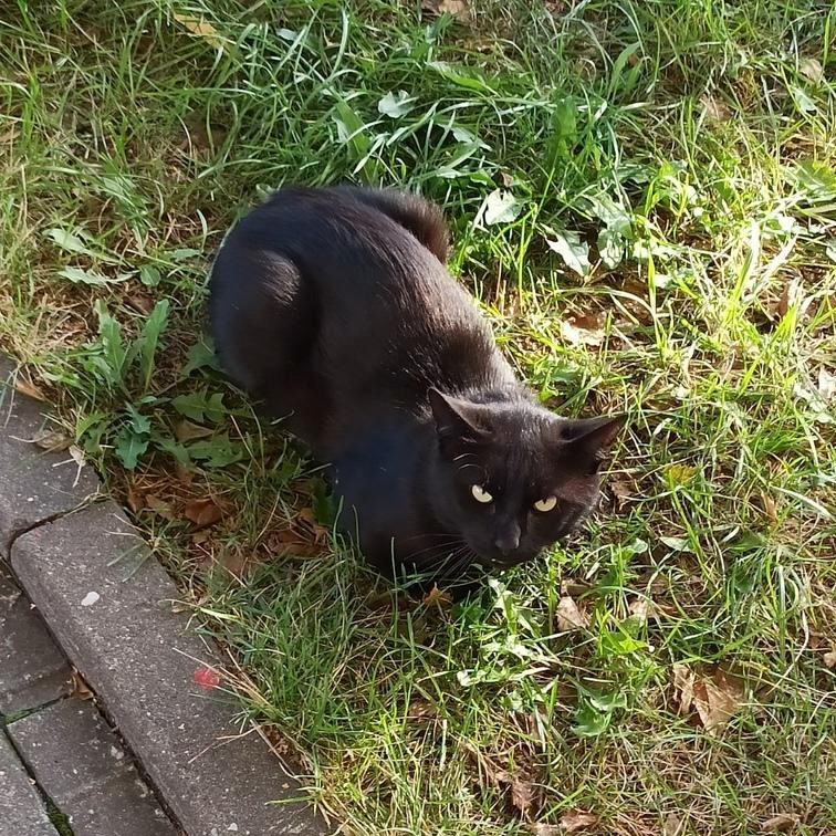 Minsk. Affectionate kitten found - My, No rating, cat, Black cat, In good hands, Minsk, Lost cat, Longpost